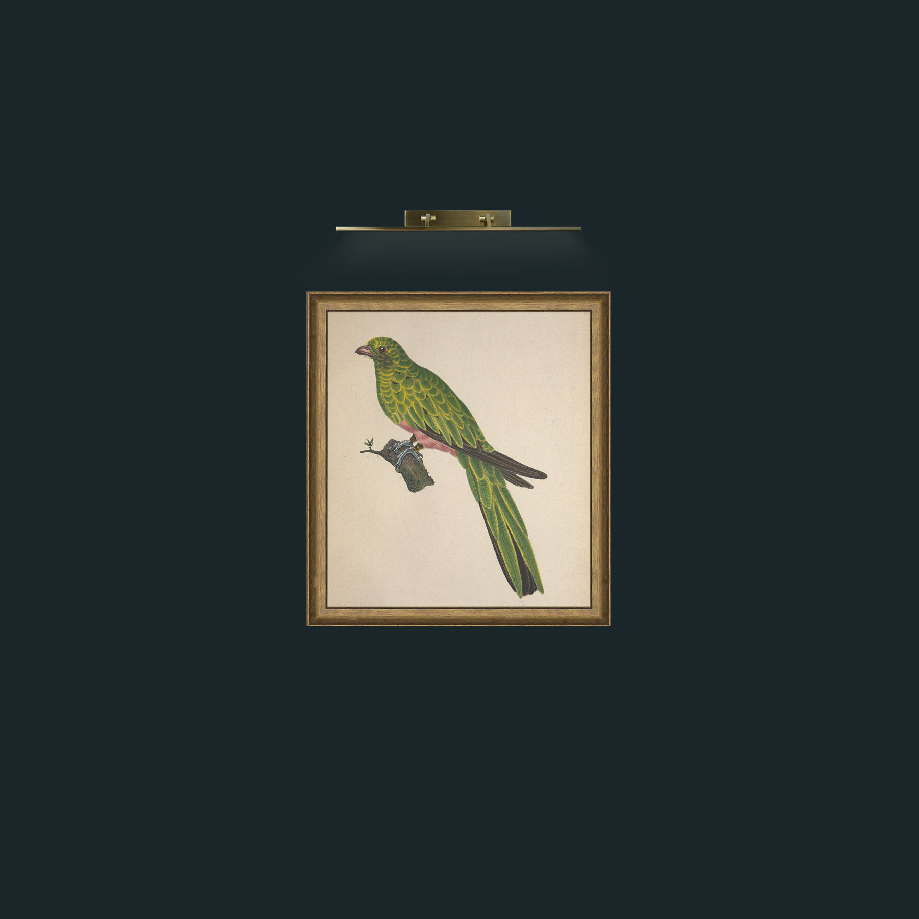 Art-Pavoninus TrogonFrame-9RedGreenGilt-Art-Pavoninus Trogon.jpg
