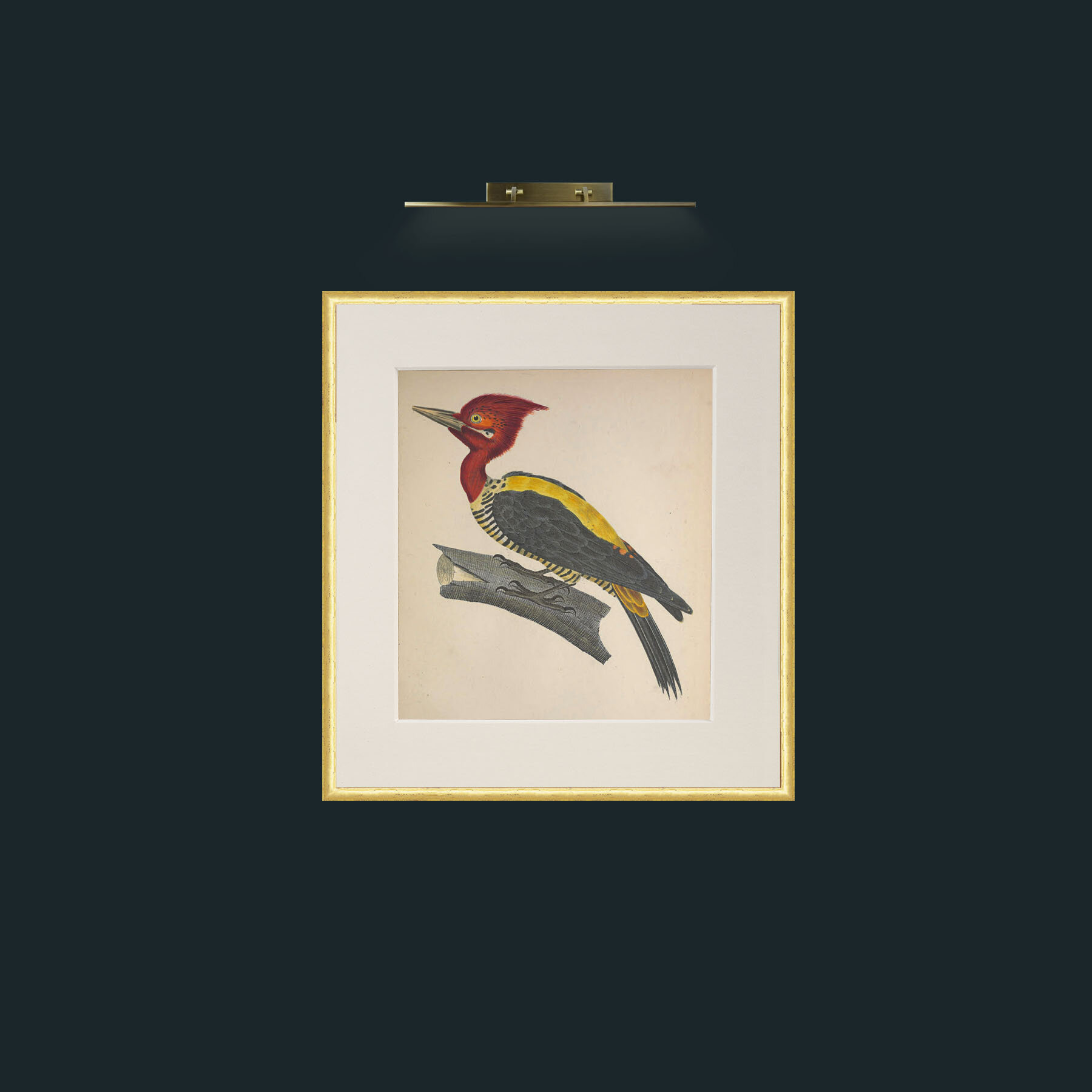 Art-Robustus PicusFrame-3RoundedGilt-Mount-1Antique-Art-Robustus Picus.jpg