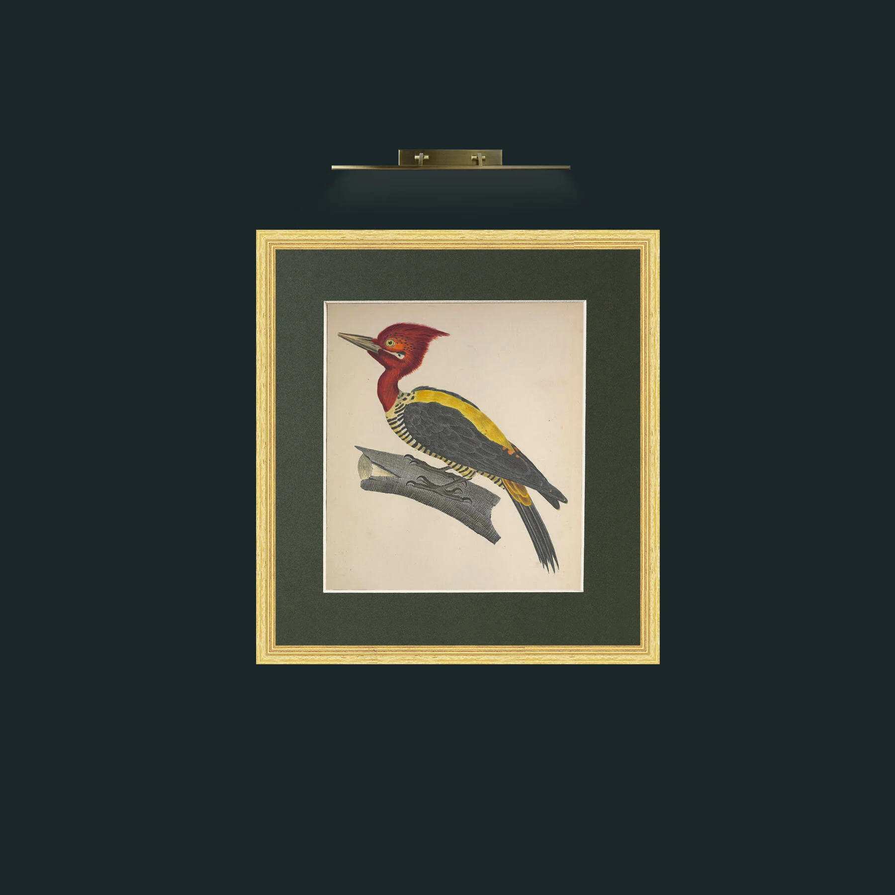 Art-Robustus PicusFrame-4BevelledGilt-Mount-2Green-Art-Robustus Picus.jpg