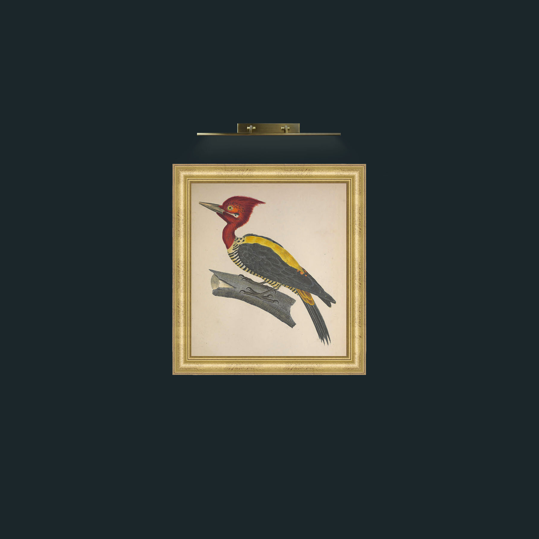 Art-Robustus PicusFrame-8WideGilt-Art-Robustus Picus.jpg