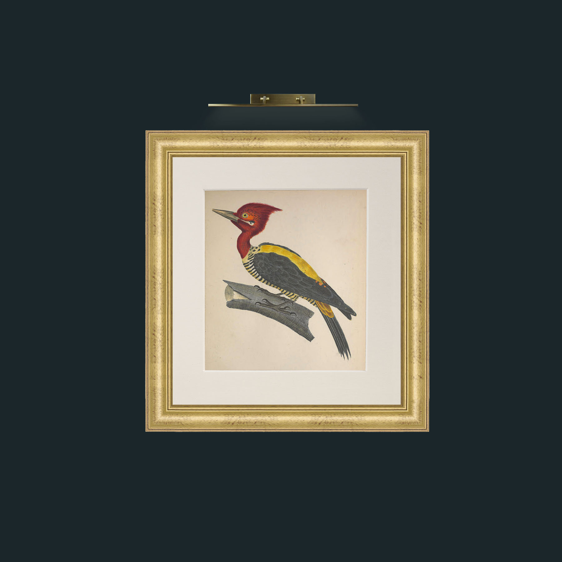Art-Robustus PicusFrame-9WideGilt-Mount-1Antique-Art-Robustus Picus.jpg
