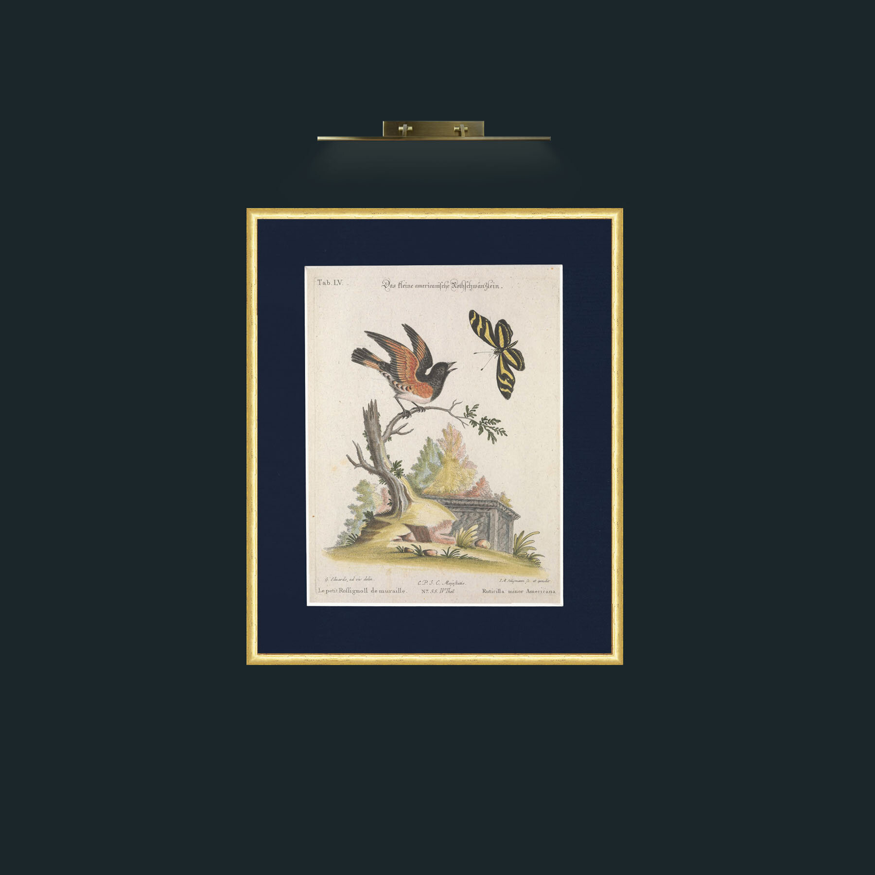 Art-American Redstart-Frame-3RoundedGilt-Mount-3Blue.jpg