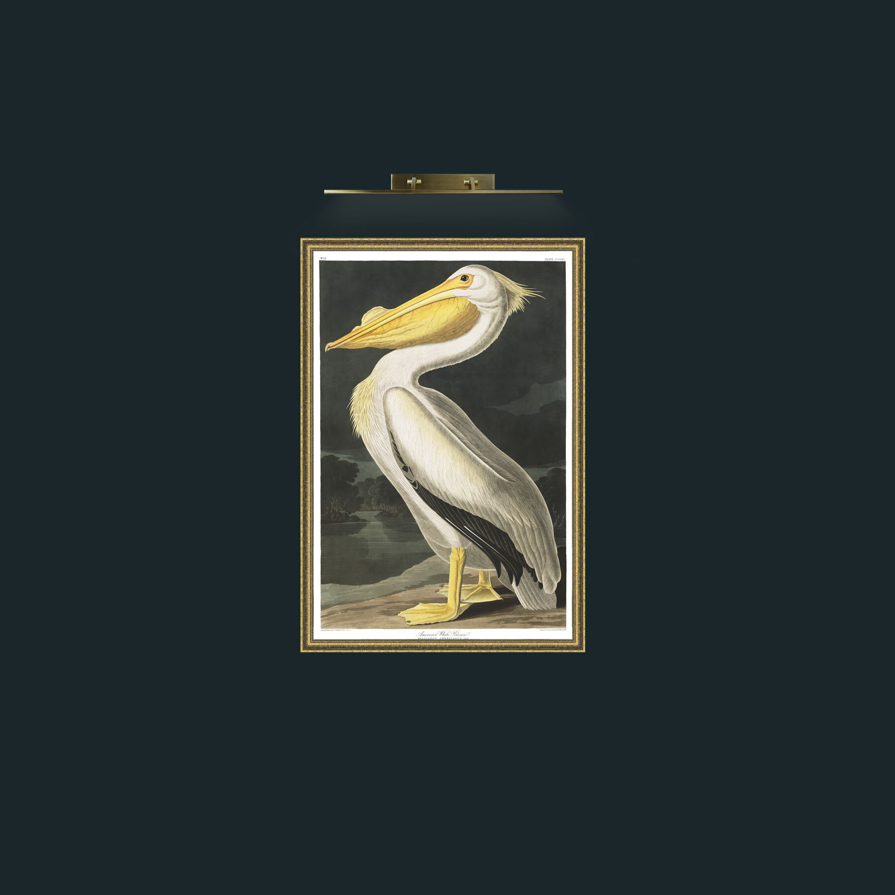 Art-American White Pelican-Frame-1GiltTextured.jpg