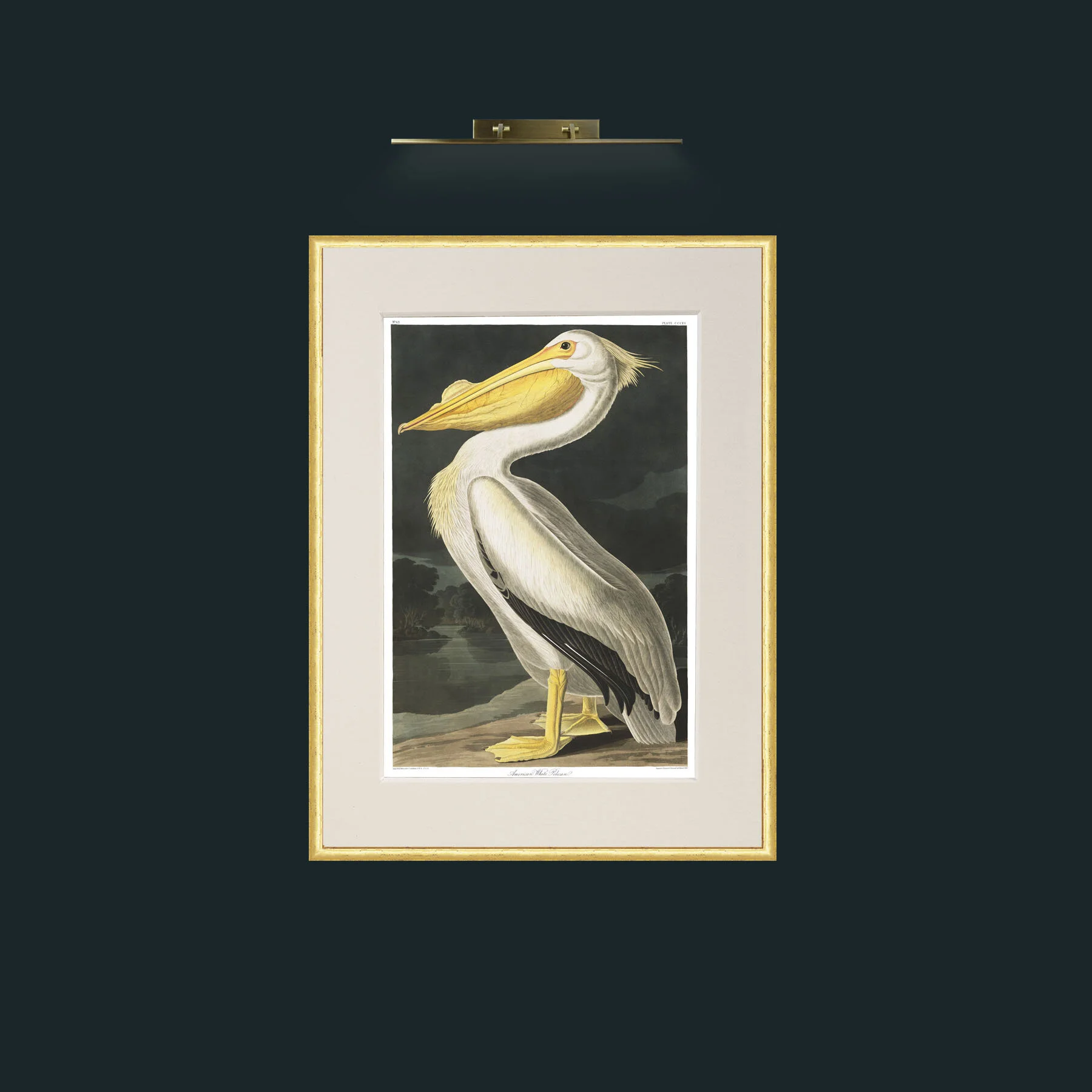 Art-American White Pelican.jpg-Frame-3RoundedGilt-Mount-1Antique.jpg