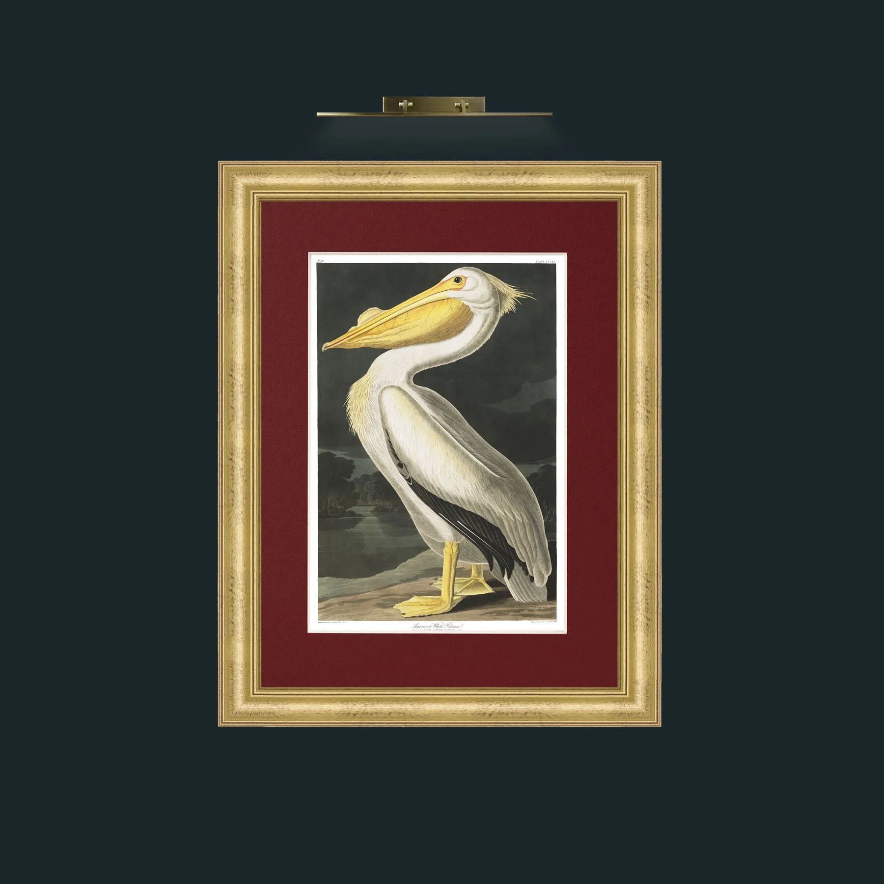 Art-American White Pelican.jpg-Frame-9WideGilt-Mount-4Red.jpg