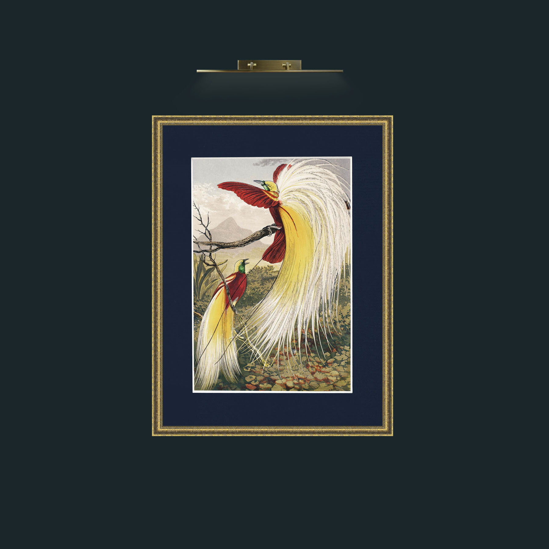 Art-Birds of Paradise.jpg-Frame-1TexturedGilt-Mount-3Blue.jpg