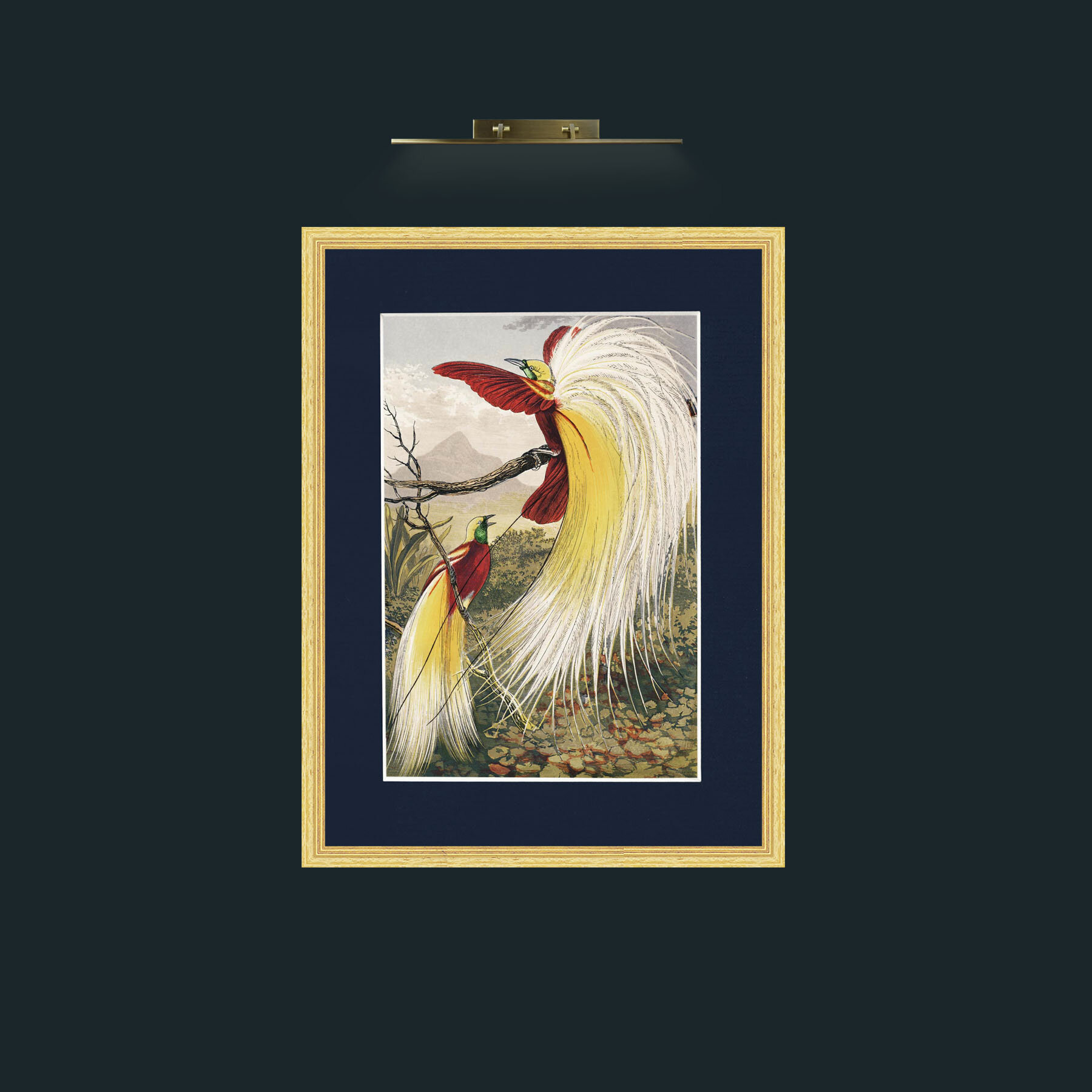 Art-Birds of Paradise.jpg-Frame-4BevelledGilt-Mount-3Blue.jpg