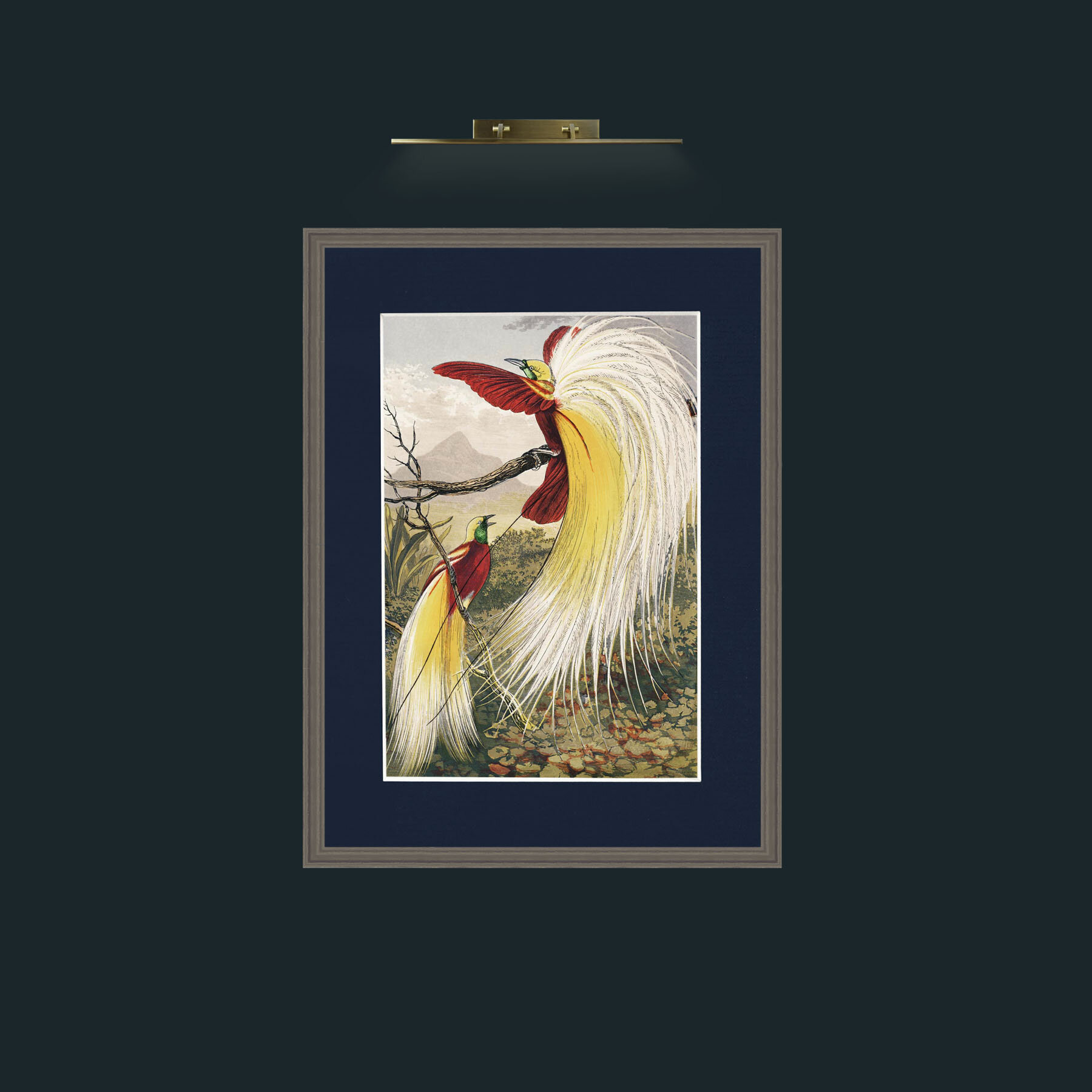 Art-Birds of Paradise.jpg-Frame-6Grey-Mount-3Blue.jpg