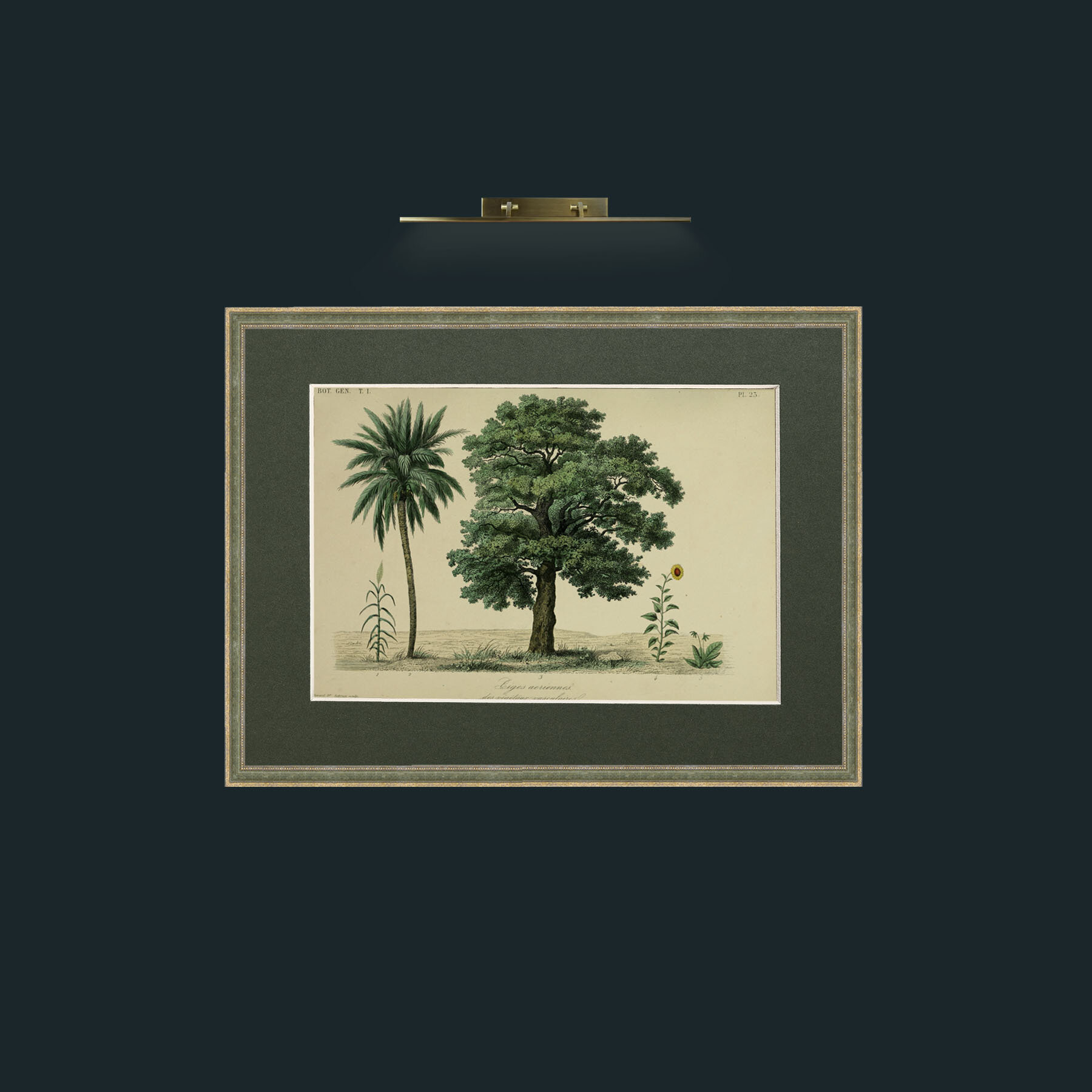 Art-Trees & Vascular Plants-Frame-2GreenGiltTextured-Mount-2Green.jpg
