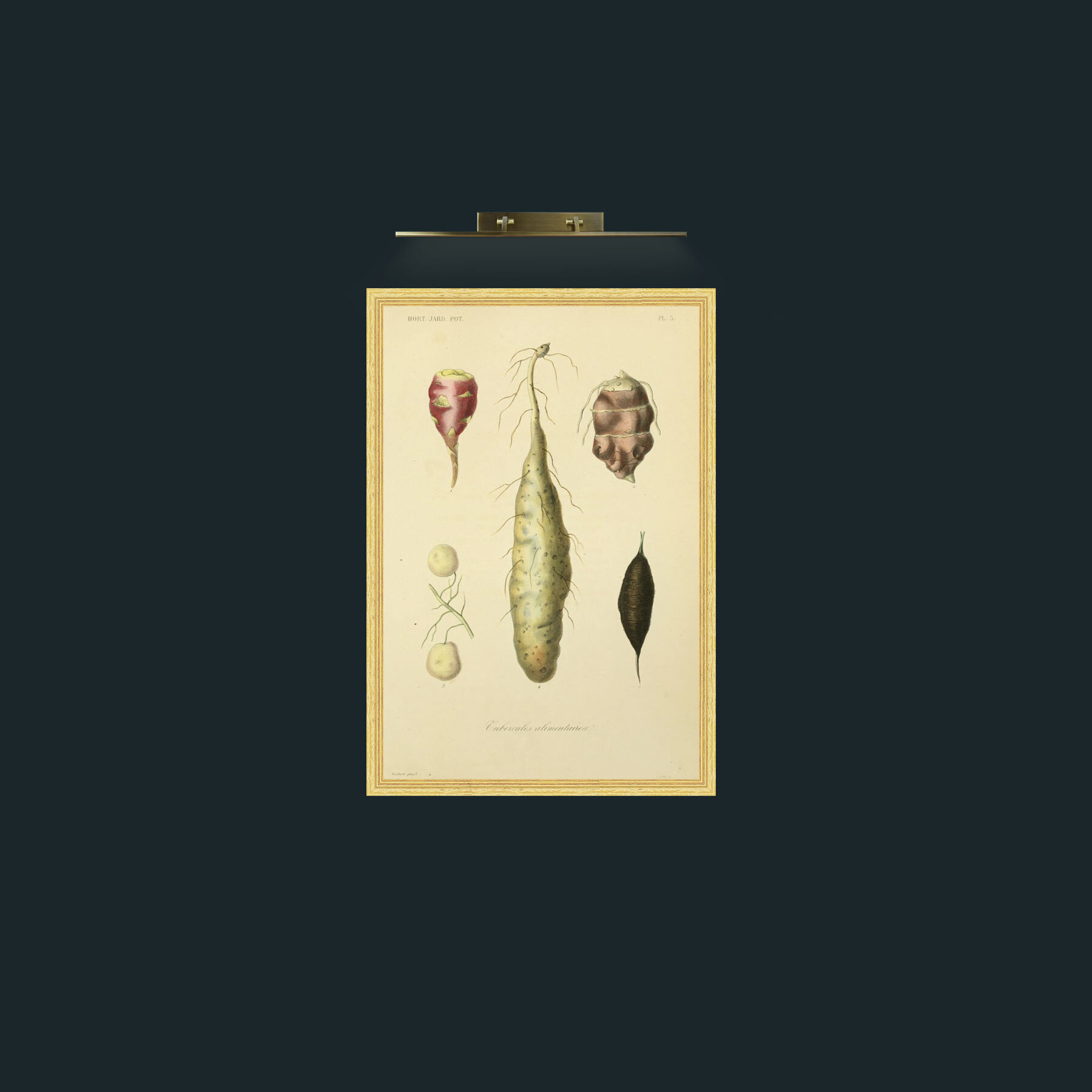 Art-Tubercules Alimentavica-Frame-4BevelledGilt.jpg
