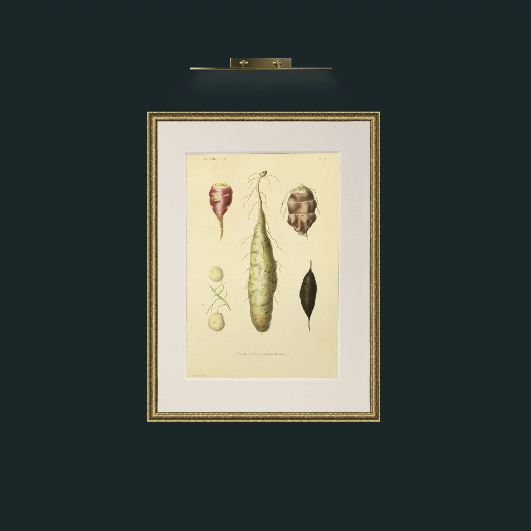 Art-Tubercules Alimentavica.jpg-Frame-1TexturedGilt-Mount-1Antique.jpg