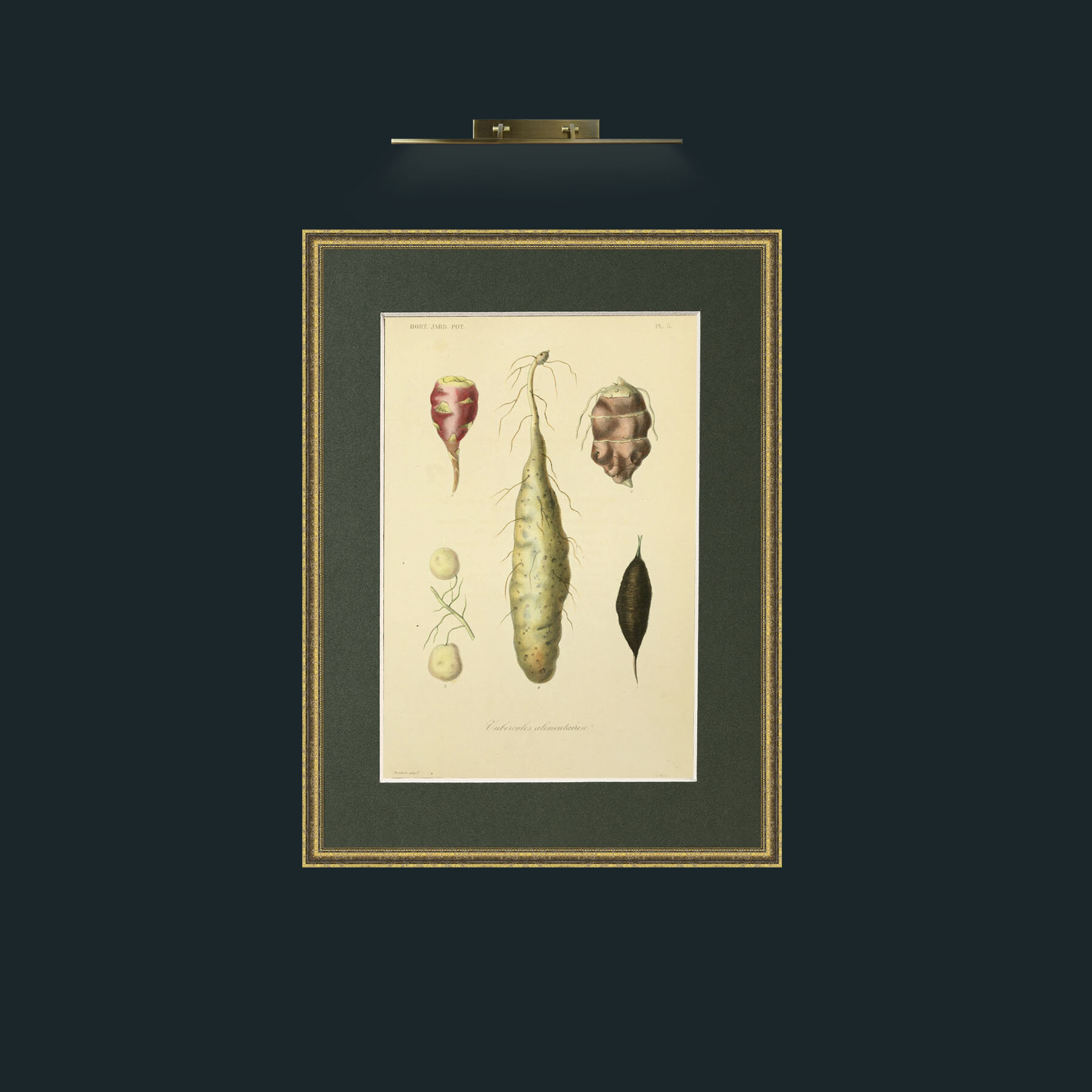 Art-Tubercules Alimentavica.jpg-Frame-1TexturedGilt-Mount-2Green.jpg