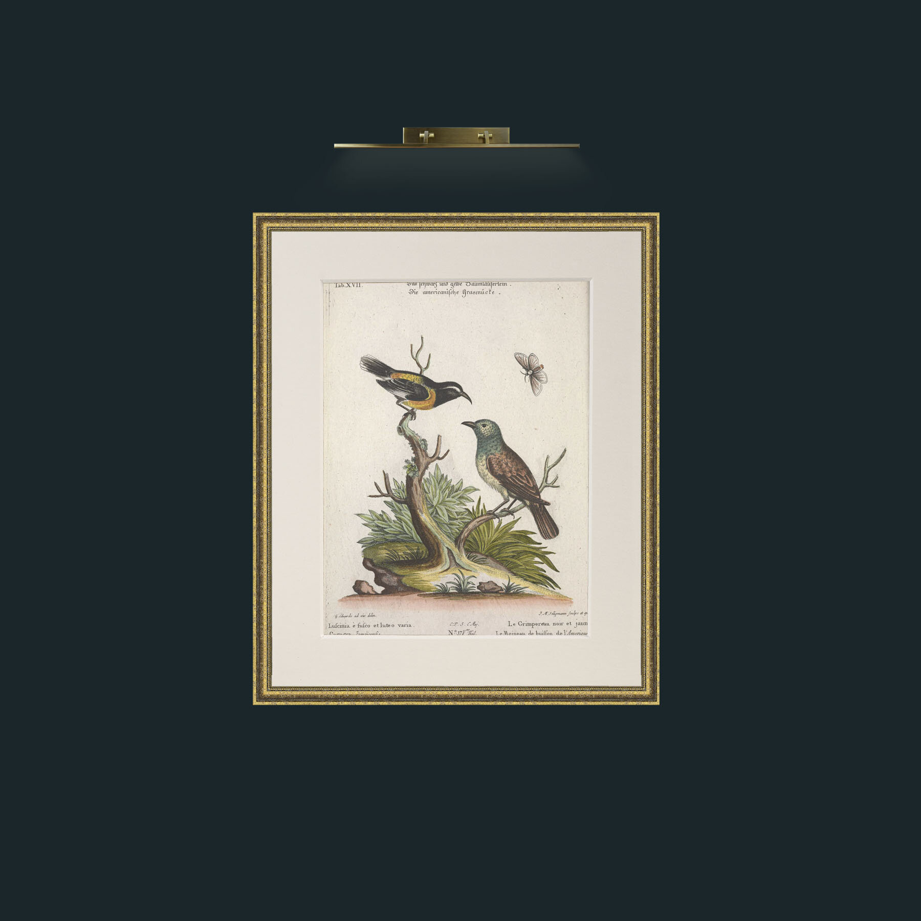 Art-Black and Yellow Creeper and Buiffon Sparrow-Frame-1GiltTextured-Mount-1Antique.jpg