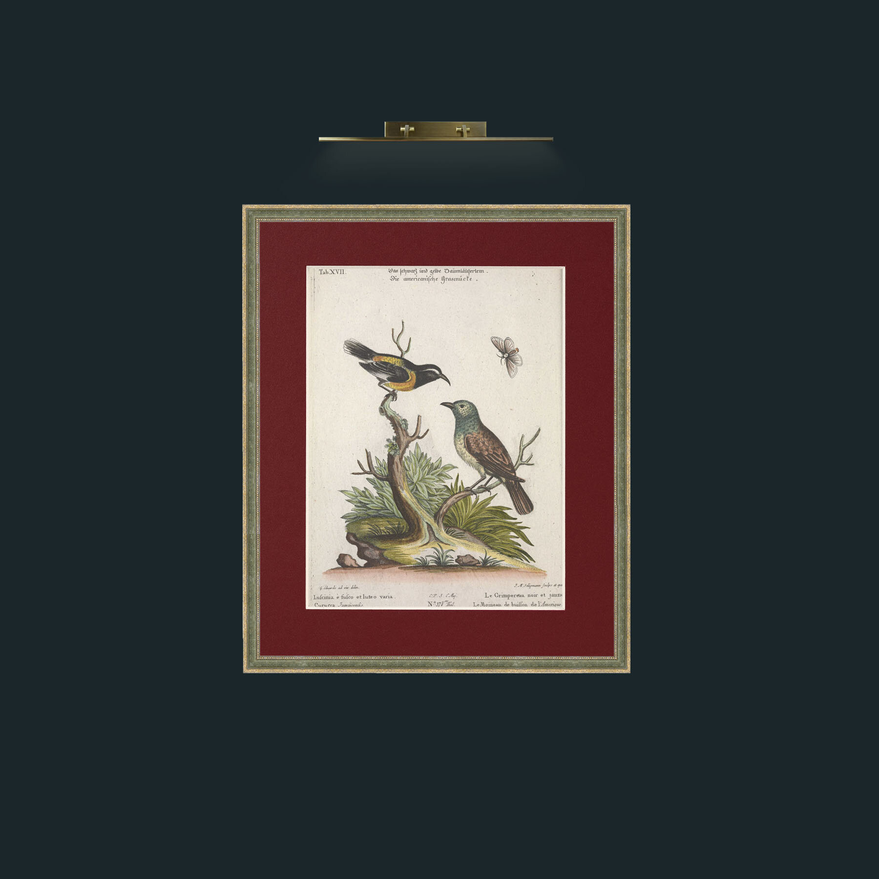 Art-Black and Yellow Creeper and Buiffon Sparrow-Frame-2GreenGilttextured-Mount-4Red.jpg
