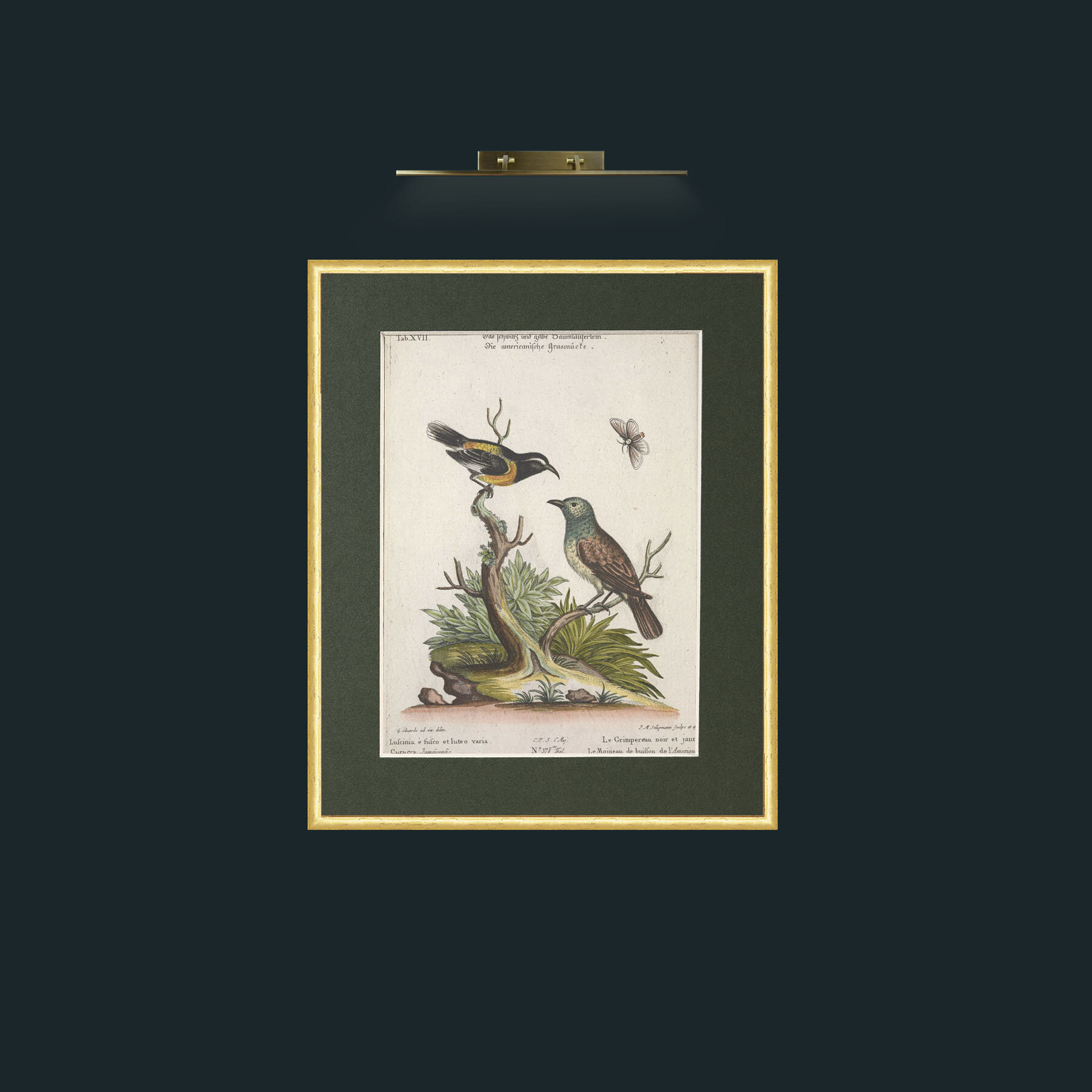 Art-Black and Yellow Creeper and Buiffon Sparrow-Frame-3RoundedGilt-Mount-2Green.jpg