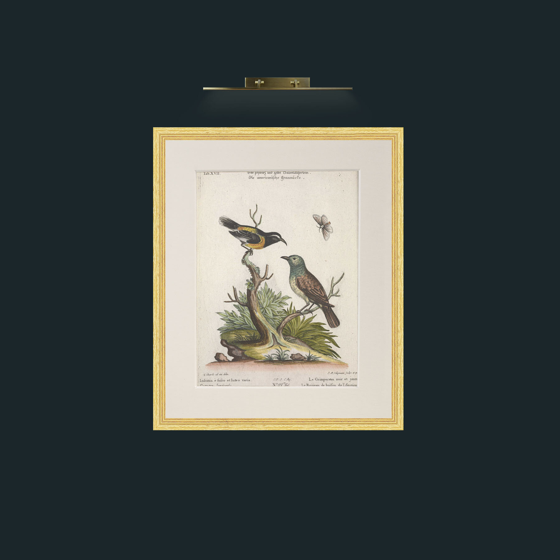 Art-Black and Yellow Creeper and Buiffon Sparrow-Frame-4BevelledGilt-Mount-1Antique.jpg