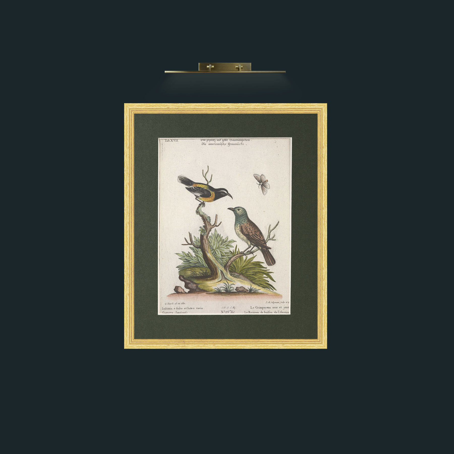 Art-Black and Yellow Creeper and Buiffon Sparrow-Frame-4BevelledGilt-Mount-2Green.jpg