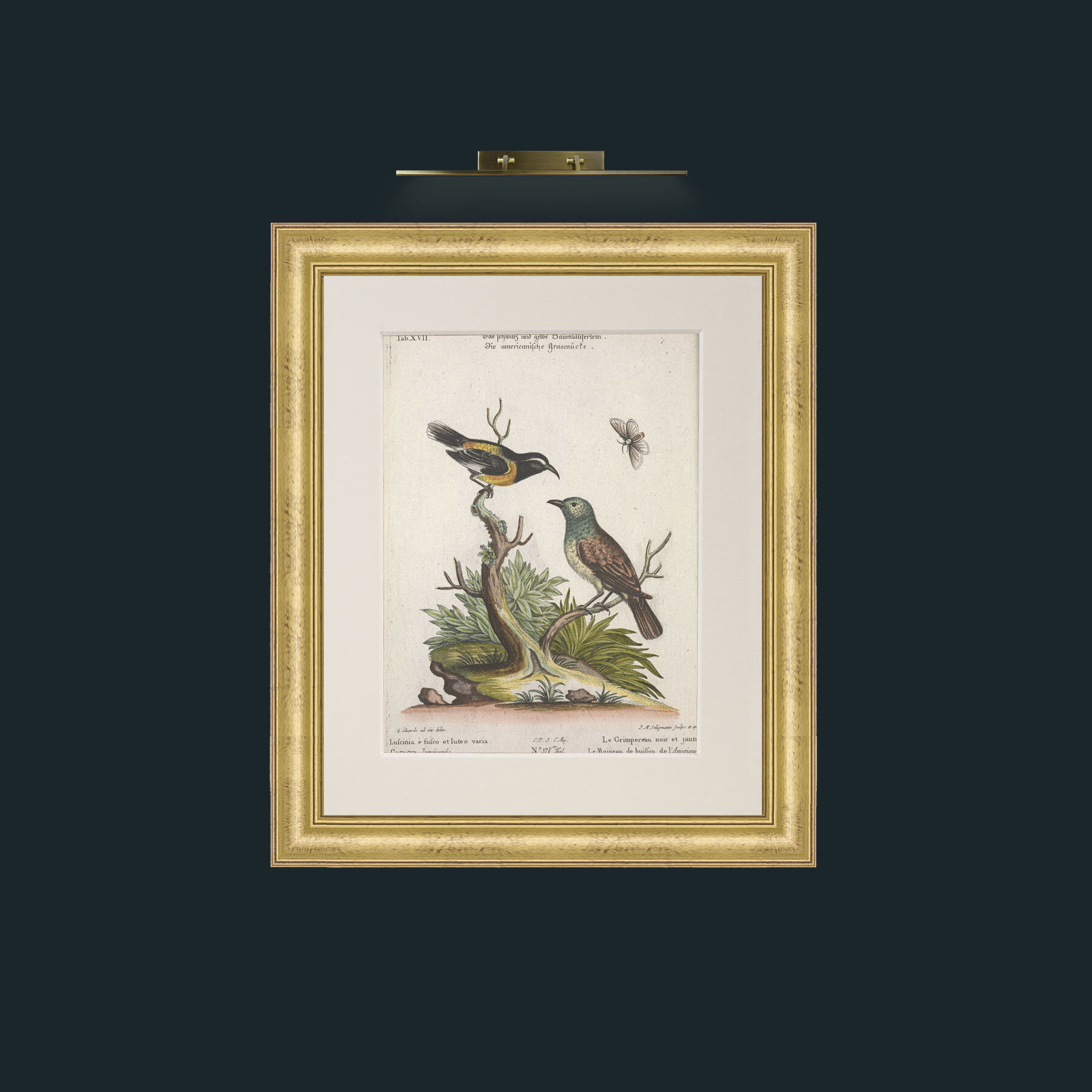 Art-Black and Yellow Creeper and Buiffon Sparrow-Frame-9WideGilt-Mount-1Antique.jpg