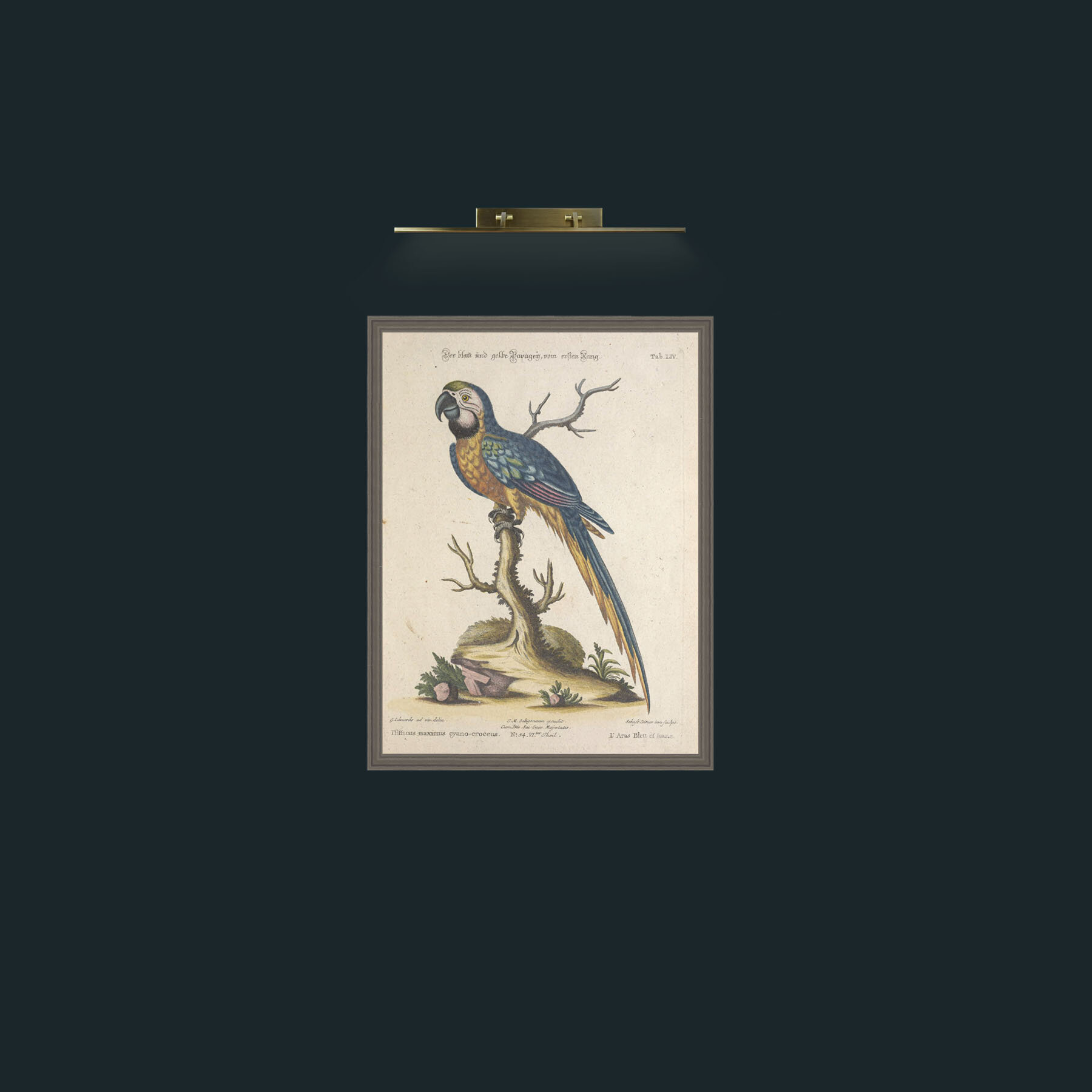 Art-Blue and Yellow Macaw-Frame-6Grey.jpg
