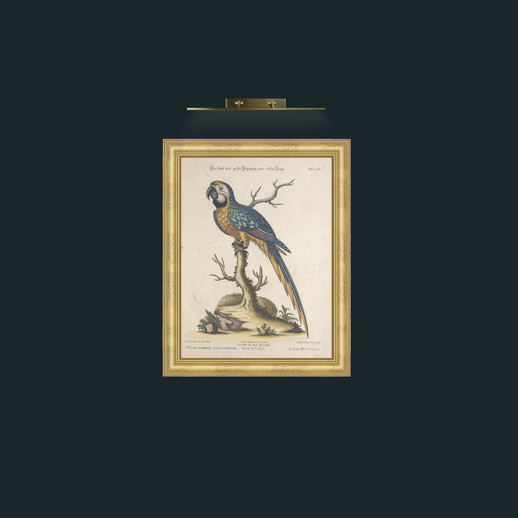 Art-Blue and Yellow Macaw-Frame-9WideGilt.jpg