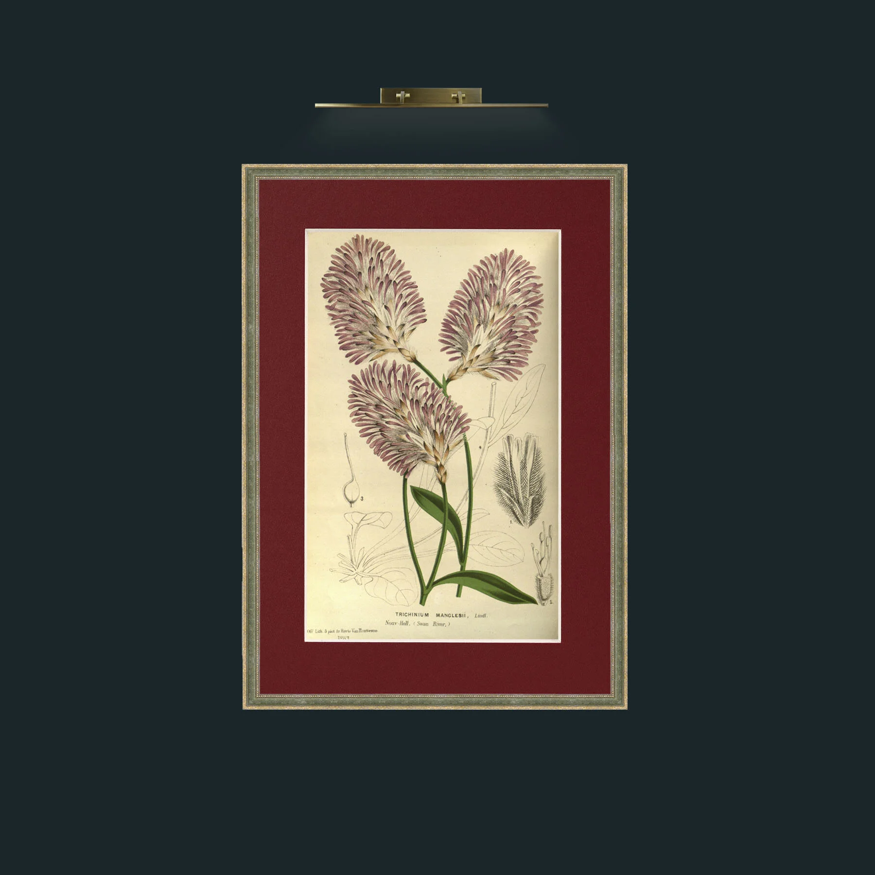 Art-Trichinium Manglesii.jpg-Frame-2GreenGiltTextured-Mount-4Red.jpg