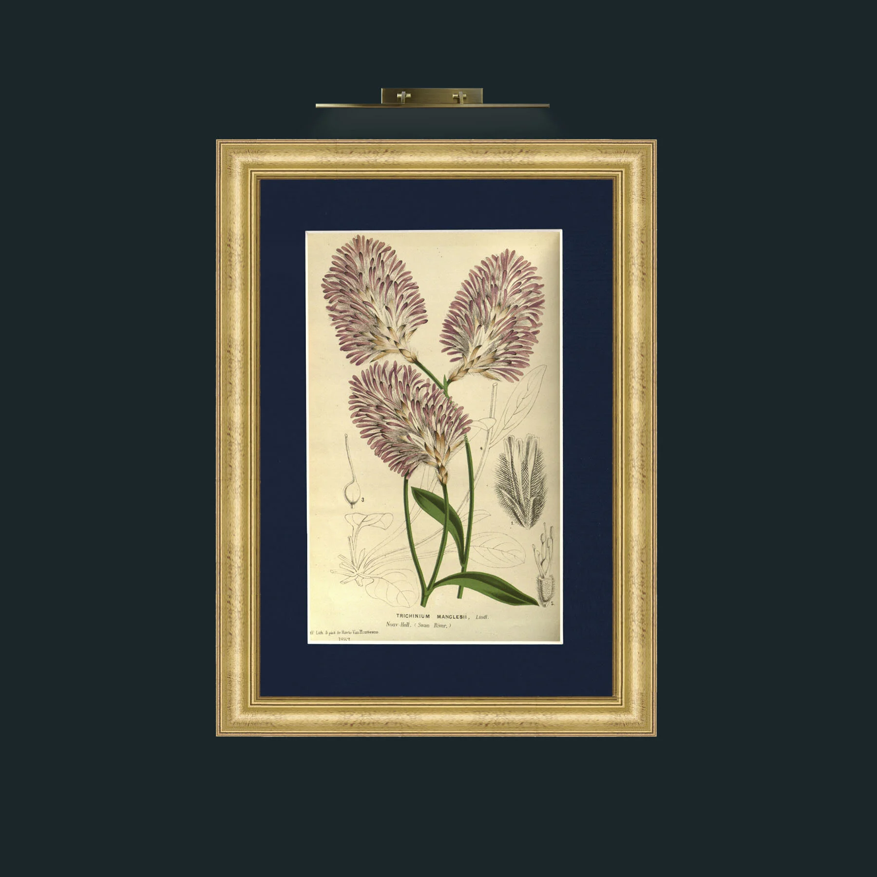 Art-Trichinium Manglesii.jpg-Frame-9WideGilt-Mount-3Blue.jpg