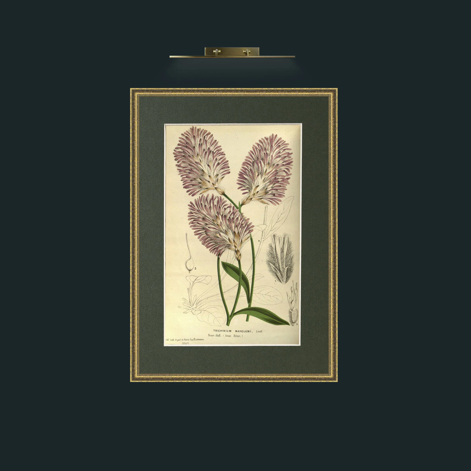 Art-Trichinum Manglesii.jpg-Frame-1GiltTextured-Mount-2Green.jpg