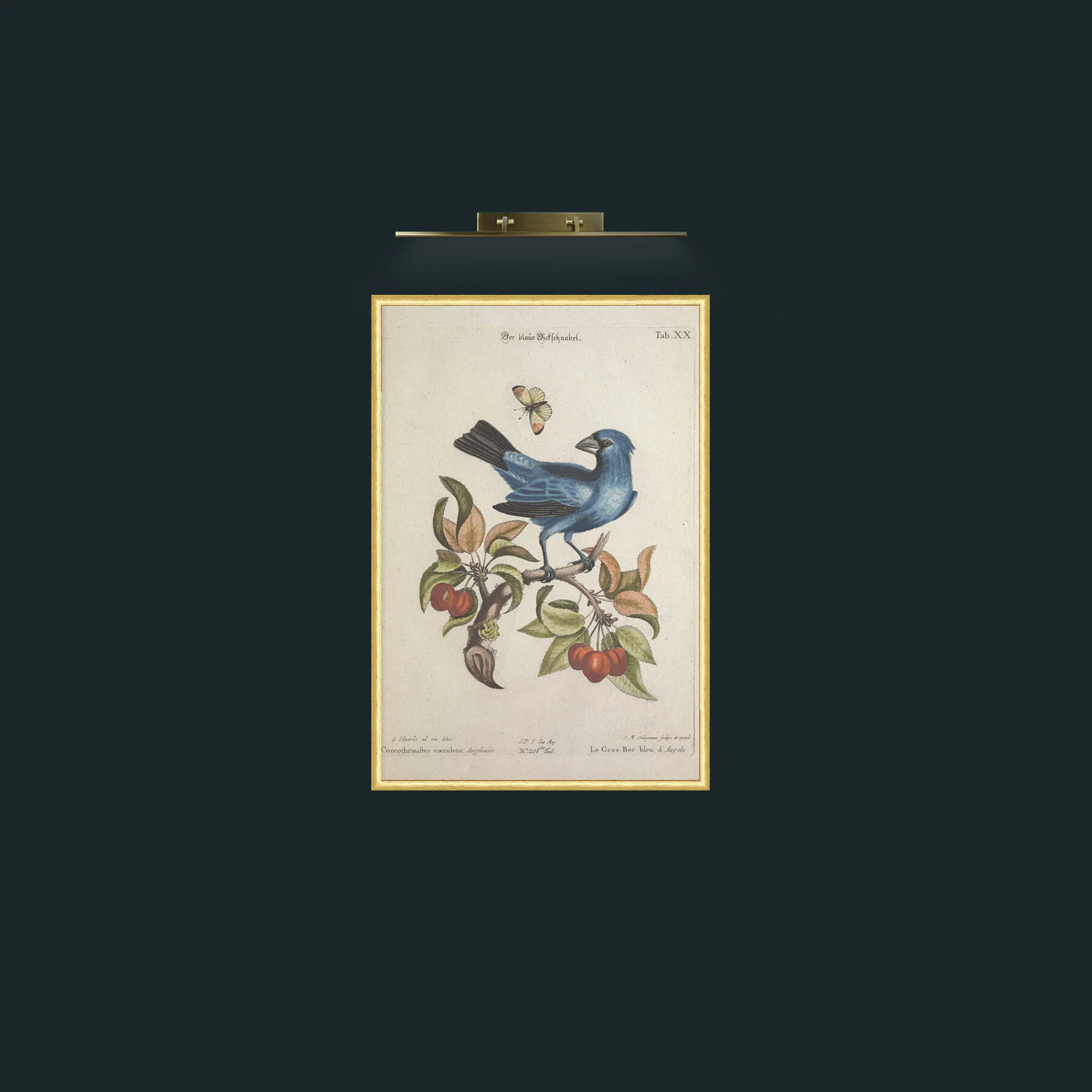 Art-Blue Grosbeak-Frame-3RoundedGilt.jpg