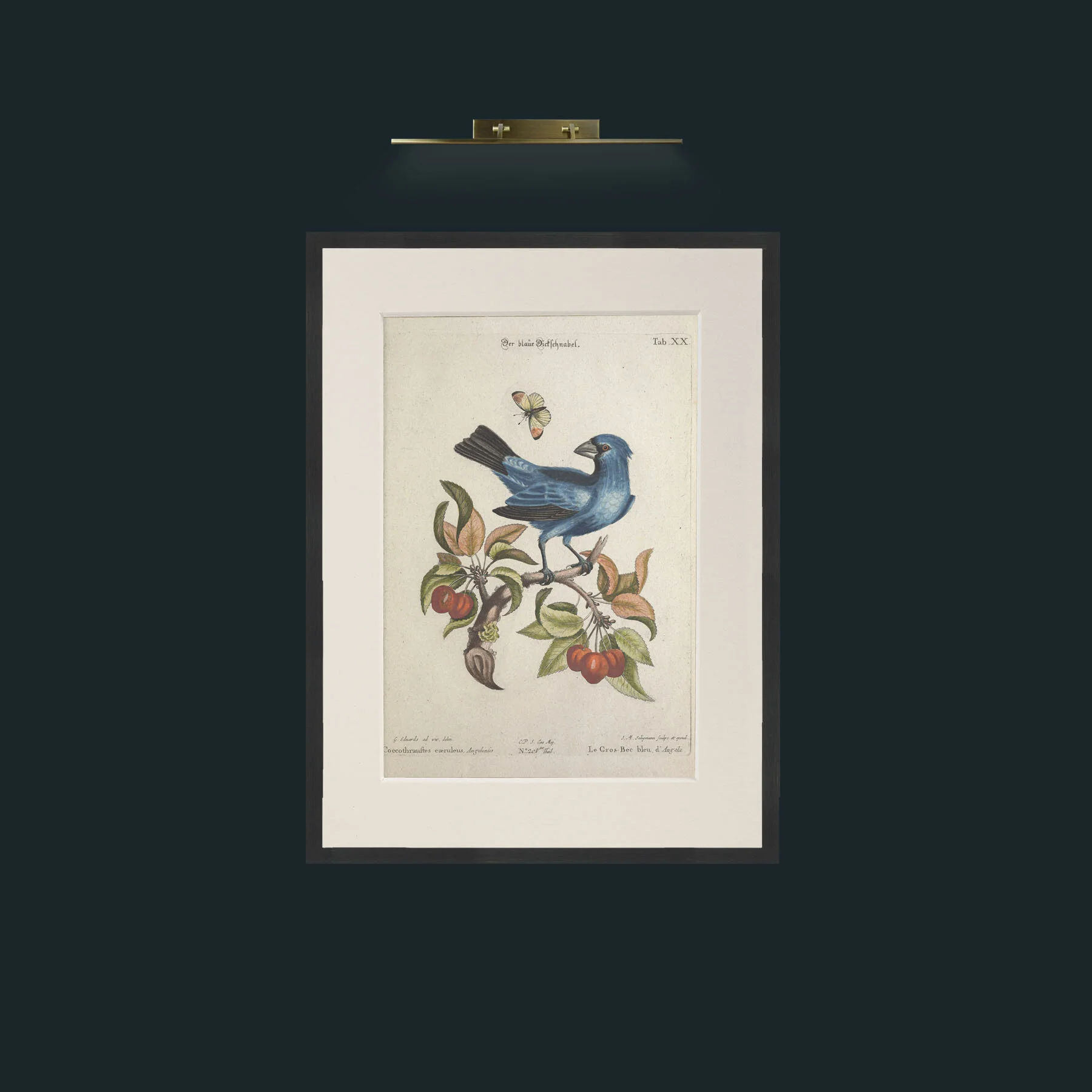 Art-Blue Grosbeak.jpg-Frame-7Black-Mount-1Antique.jpg