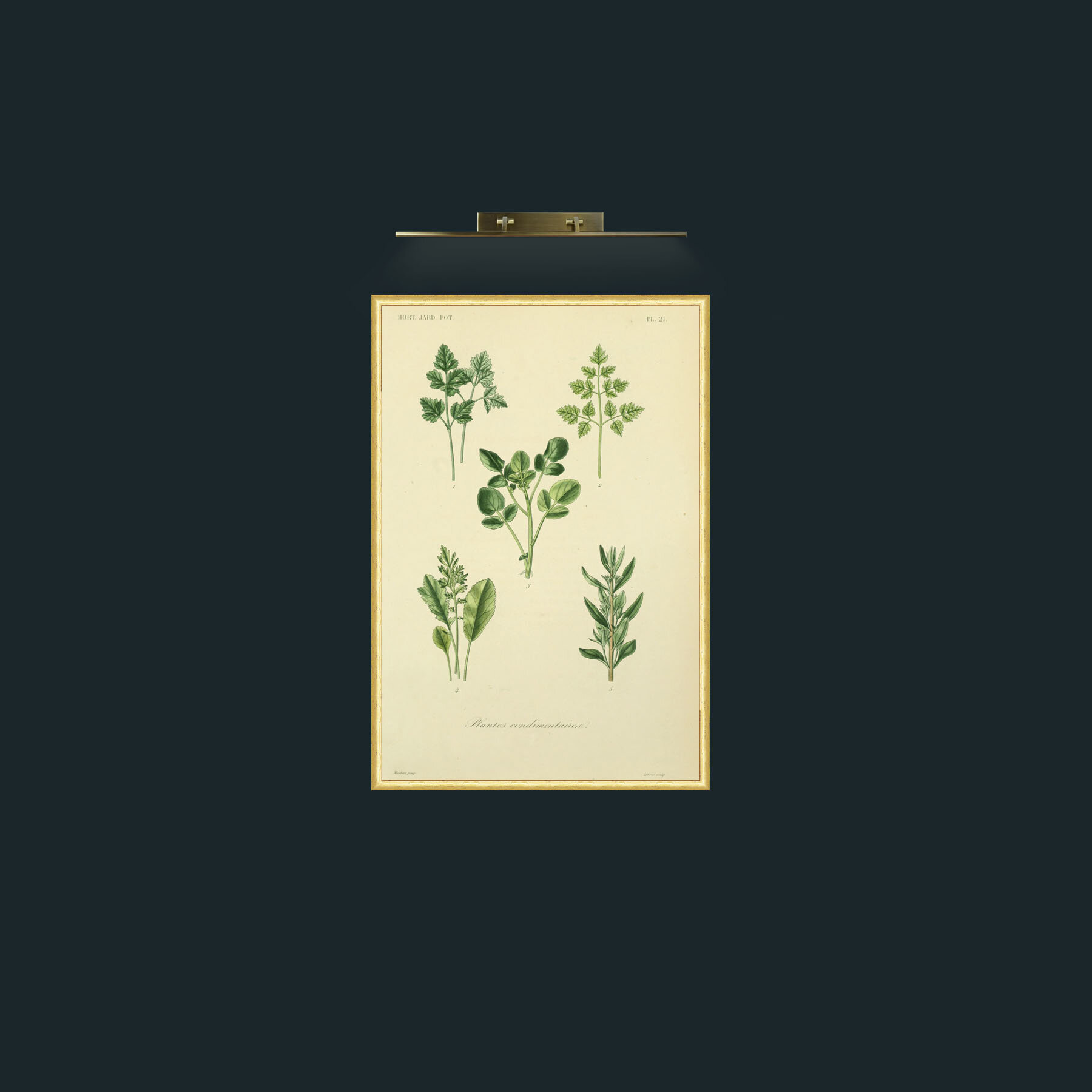 Art- Plantes Condimentairea-Frame-3RoundedGilt.jpg