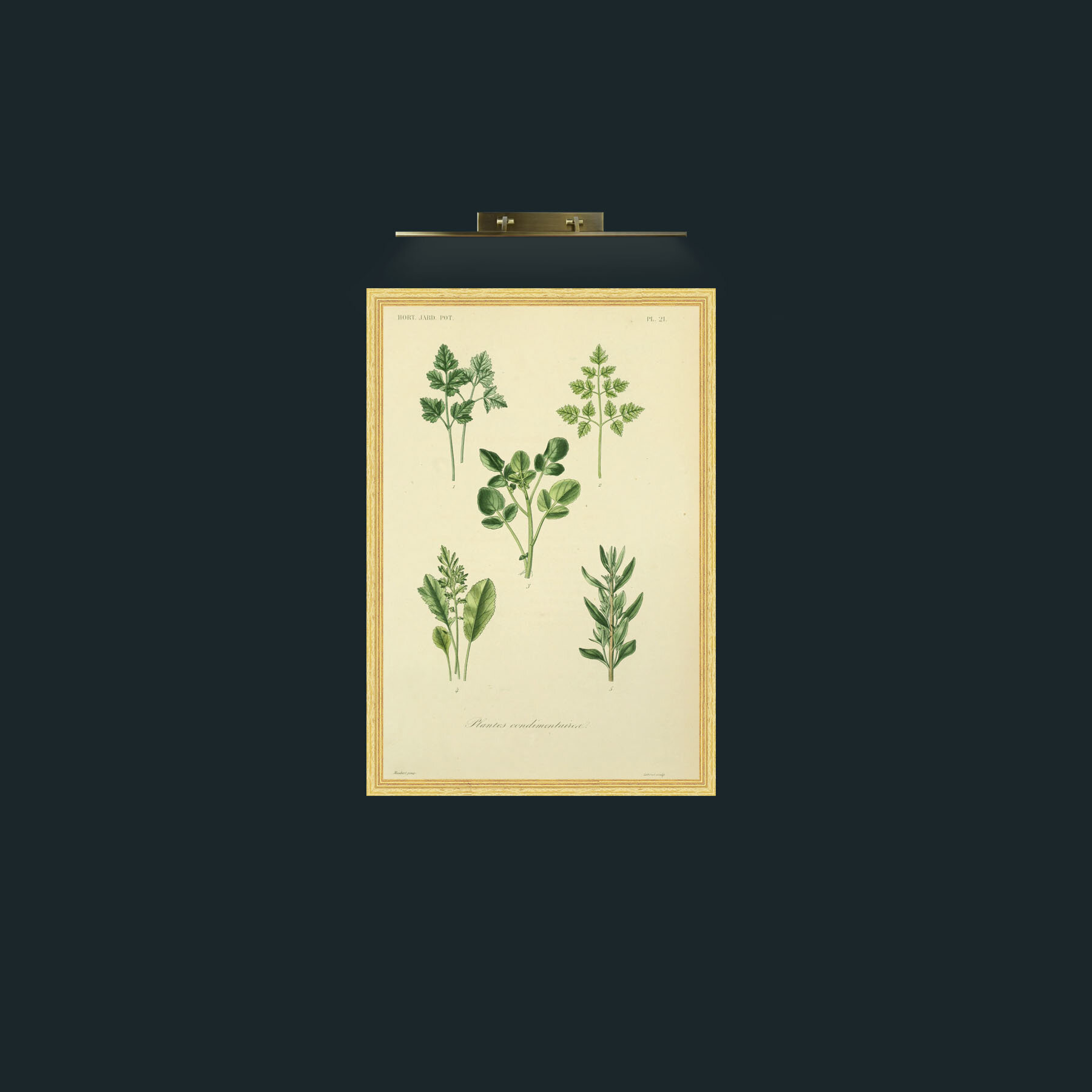 Art- Plantes Condimentairea-Frame-4BevelledGilt.jpg