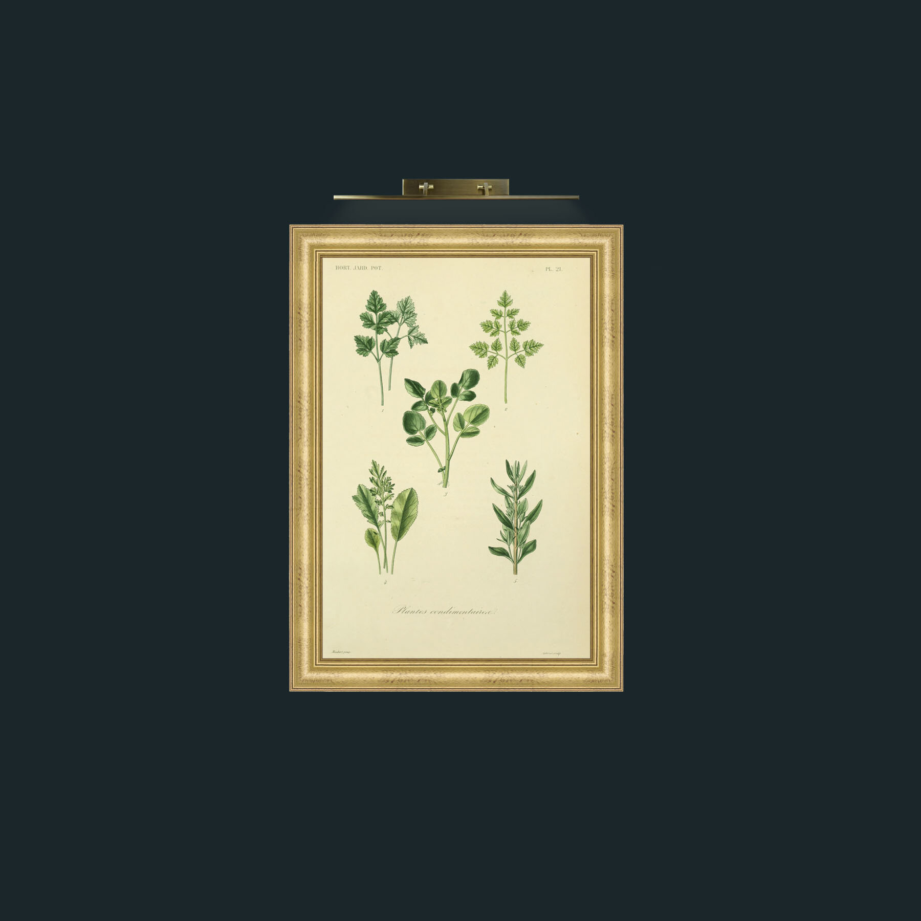 Art- Plantes Condimentairea-Frame-9WideGilt.jpg
