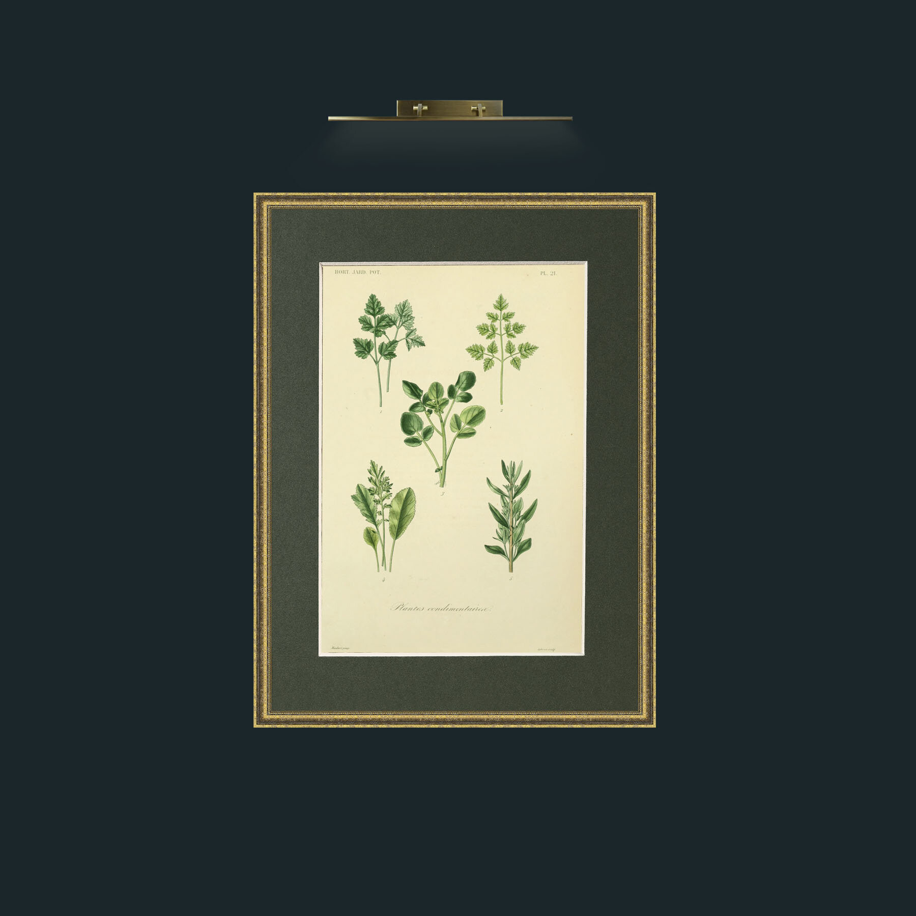 Art- Plantes Condimentairea.jpg-Frame-1TexturedGilt-Mount-2Green.jpg