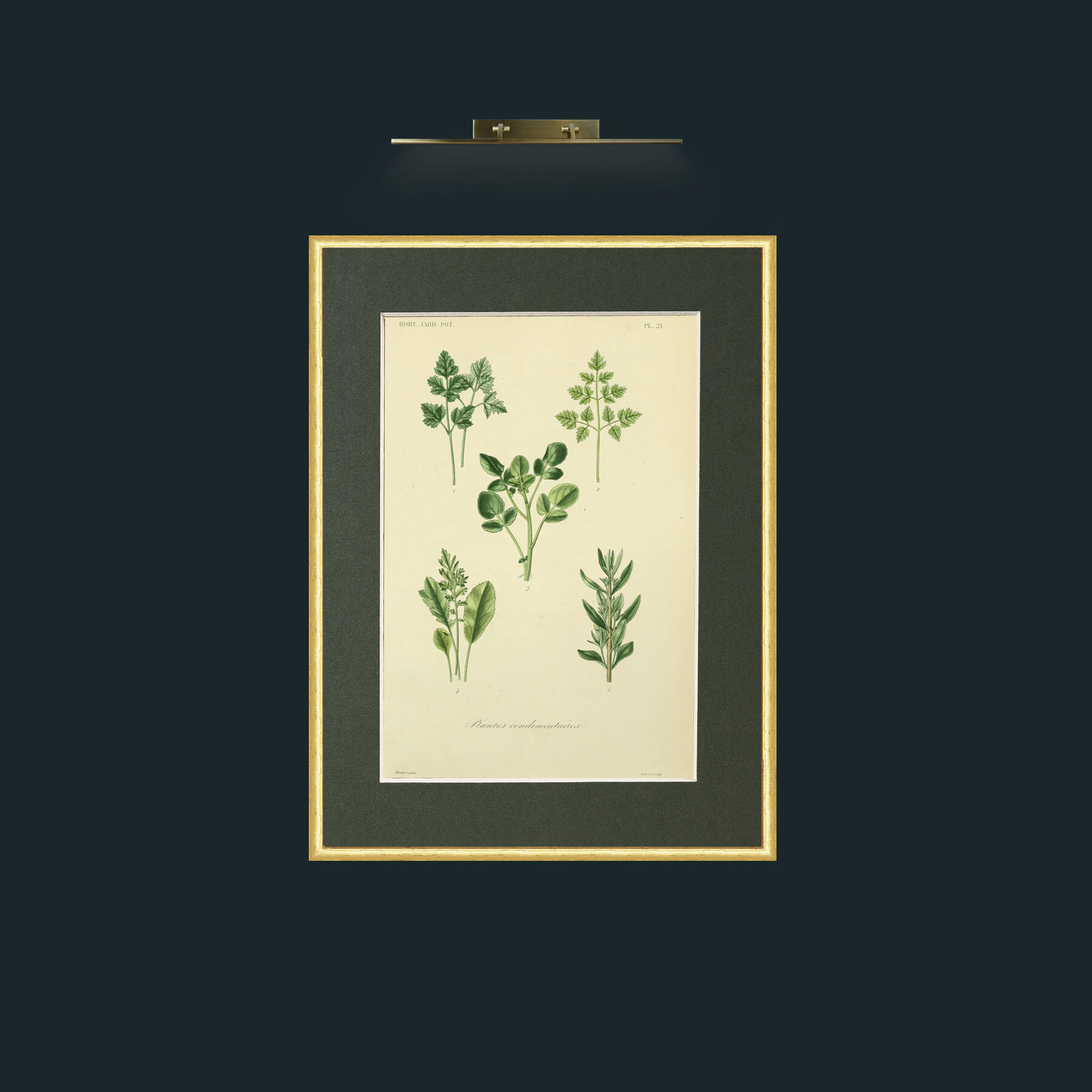 Art- Plantes Condimentairea.jpg-Frame-3RoundedGilt-Mount-2Green.jpg