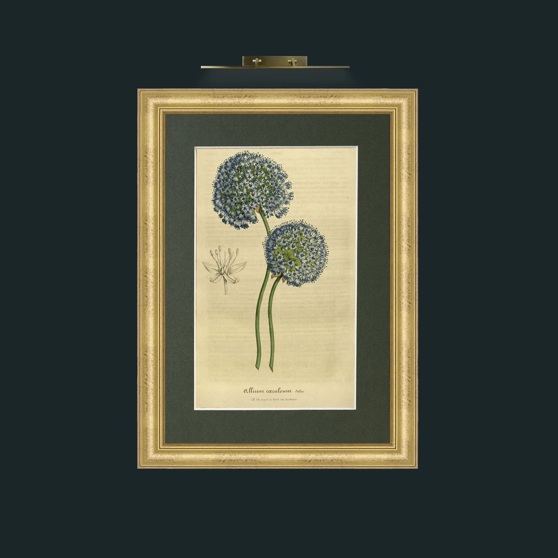 Art-Alliums.jpg-Frame-9WideGilt-Mount-2Green.jpg