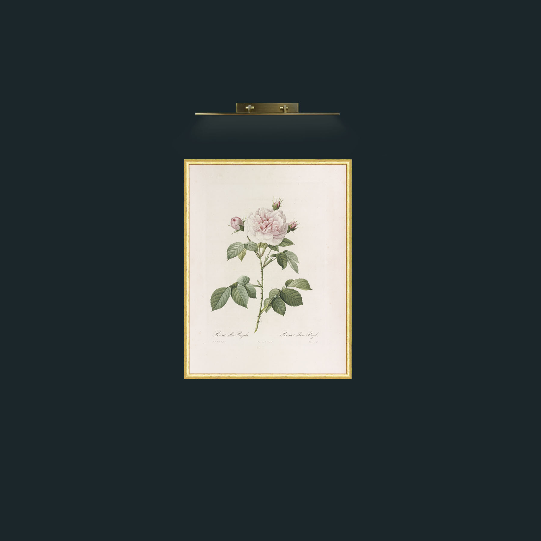 Art-Alba Regalis-Frame-3RoundedGilt.jpg