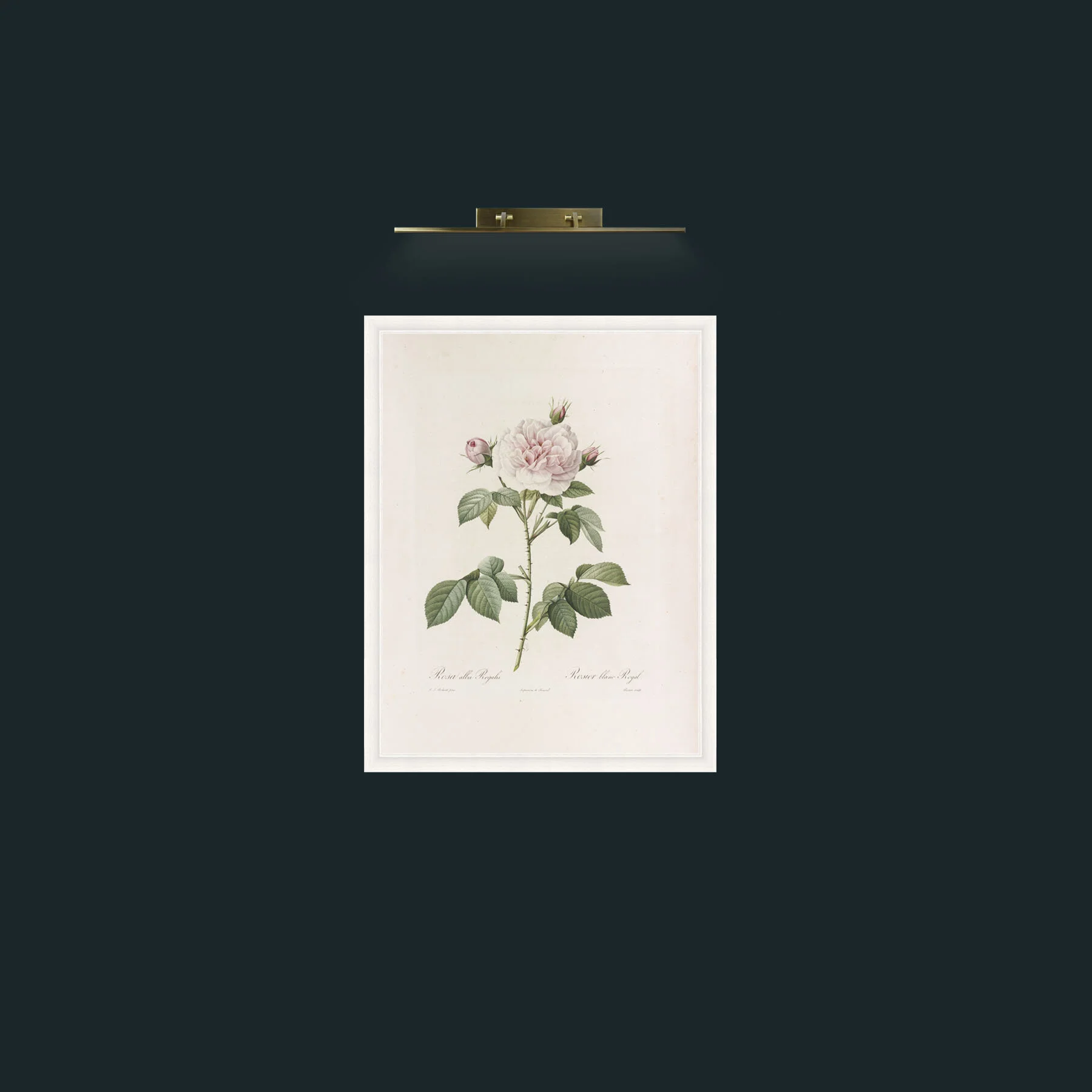 Art-Alba Regalis-Frame-5White.jpg