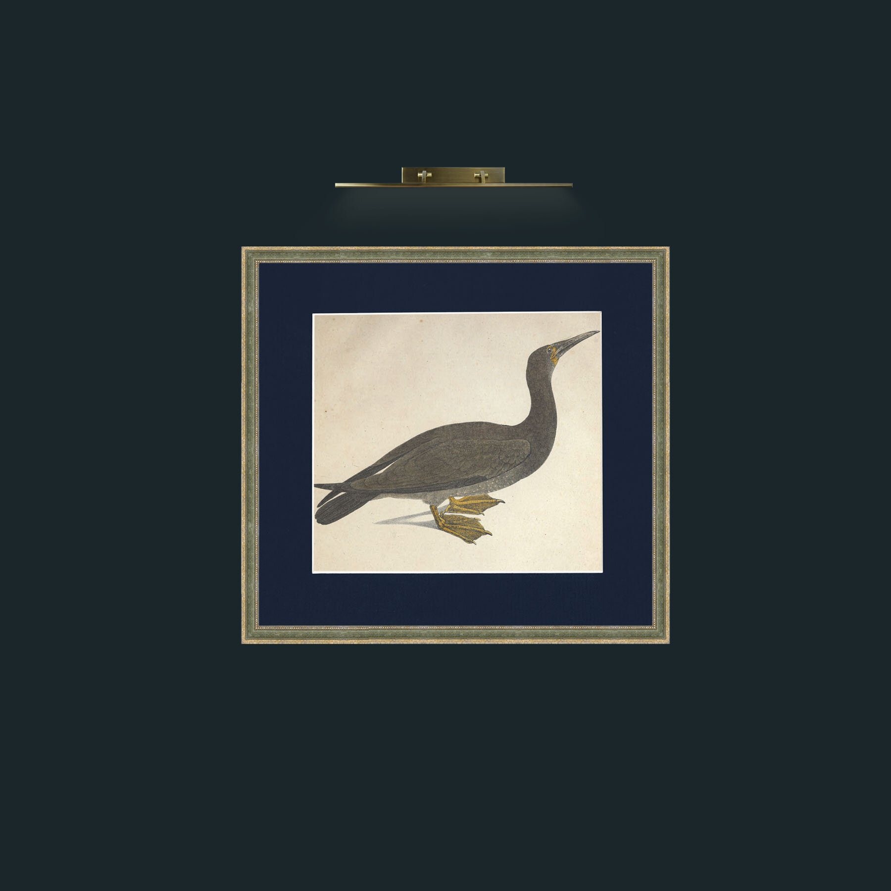 Art-Brasiliensis Sula-Frame-2GreenGiltTextured-Mount-3Blue.jpg