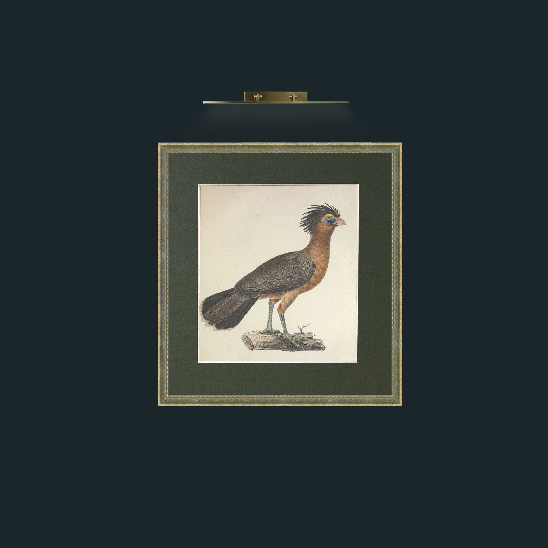 Art-Urumutum CraxFrame-2GreenGiltTextured-Mount-2Green-Art-Urumutum Crax.jpg
