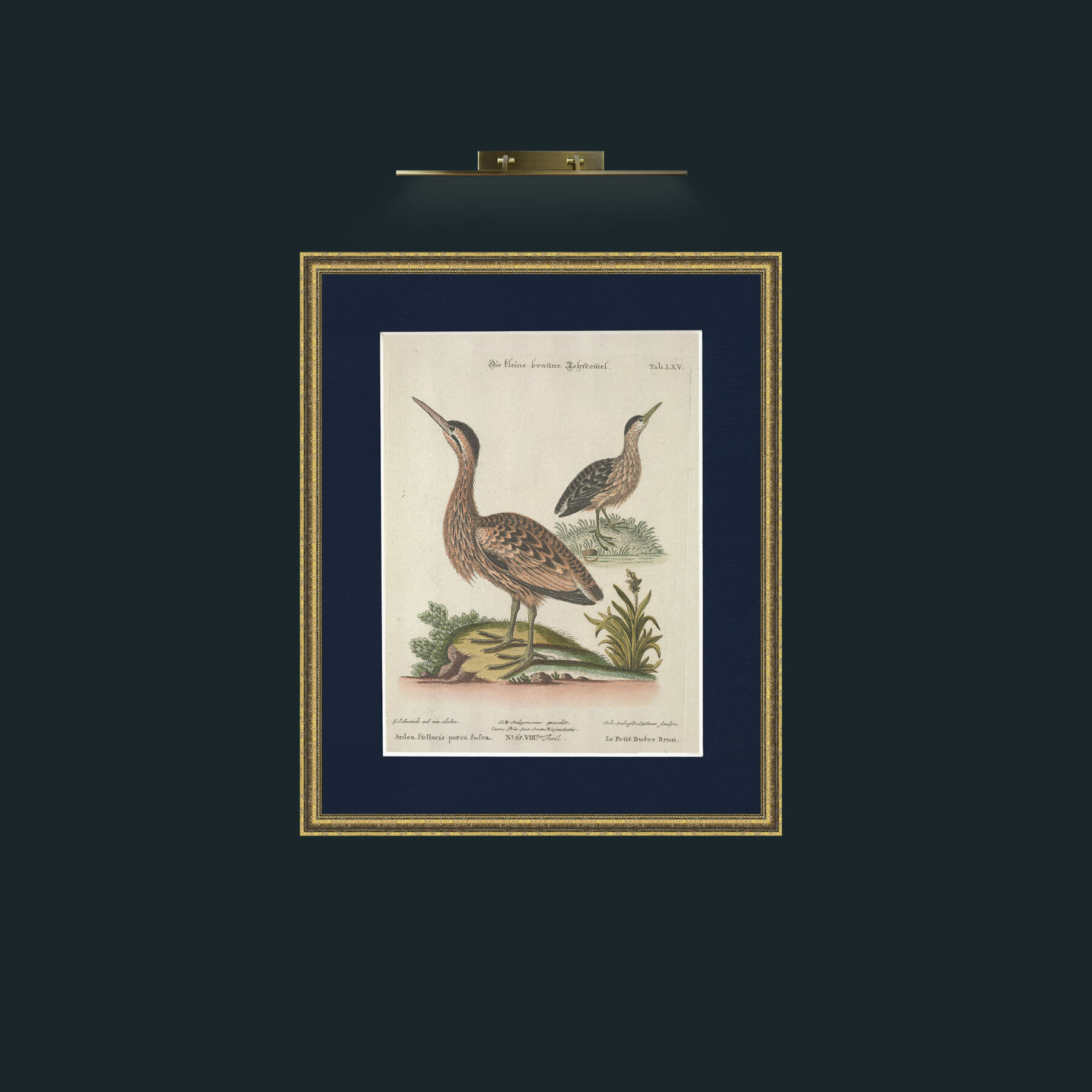 Art-Brown Little Bittern-Frame-1GiltTextured-Mount-3Blue.jpg