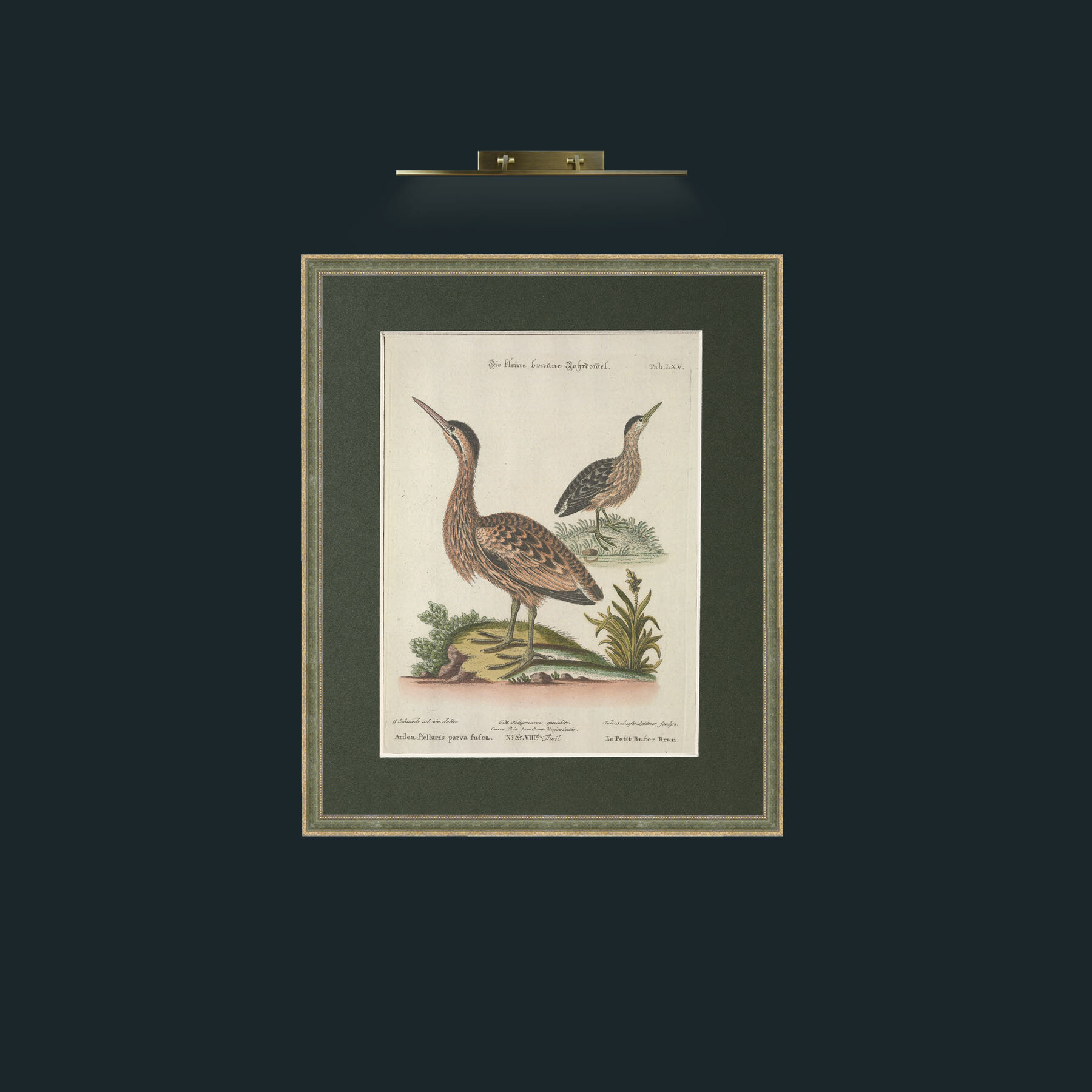 Art-Brown Little Bittern-Frame-2GreenGilttextured-Mount-2Green.jpg