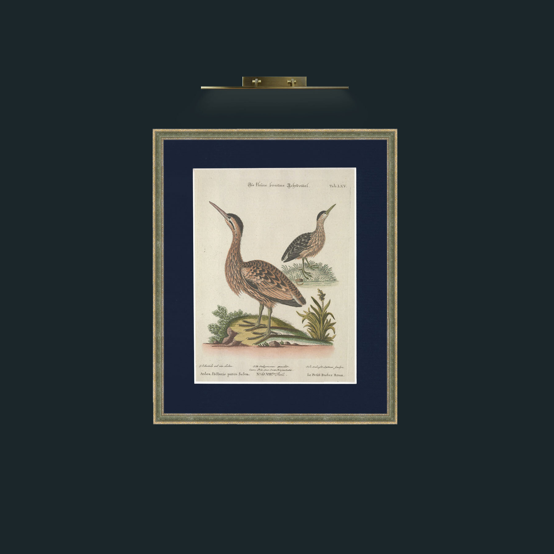 Art-Brown Little Bittern-Frame-2GreenGilttextured-Mount-3Blue.jpg