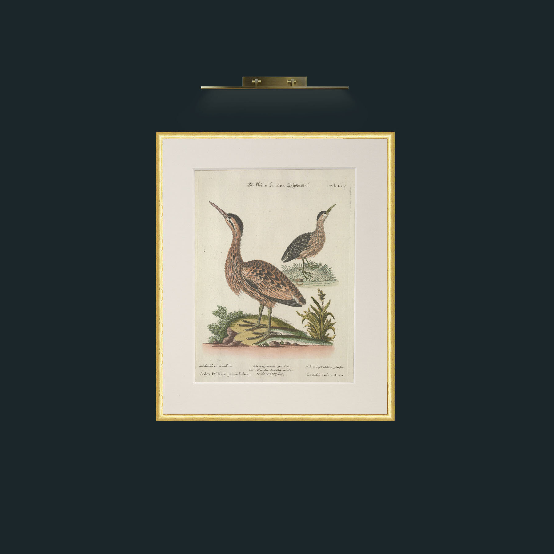 Art-Brown Little Bittern-Frame-3RoundedGilt-Mount-1Antique.jpg