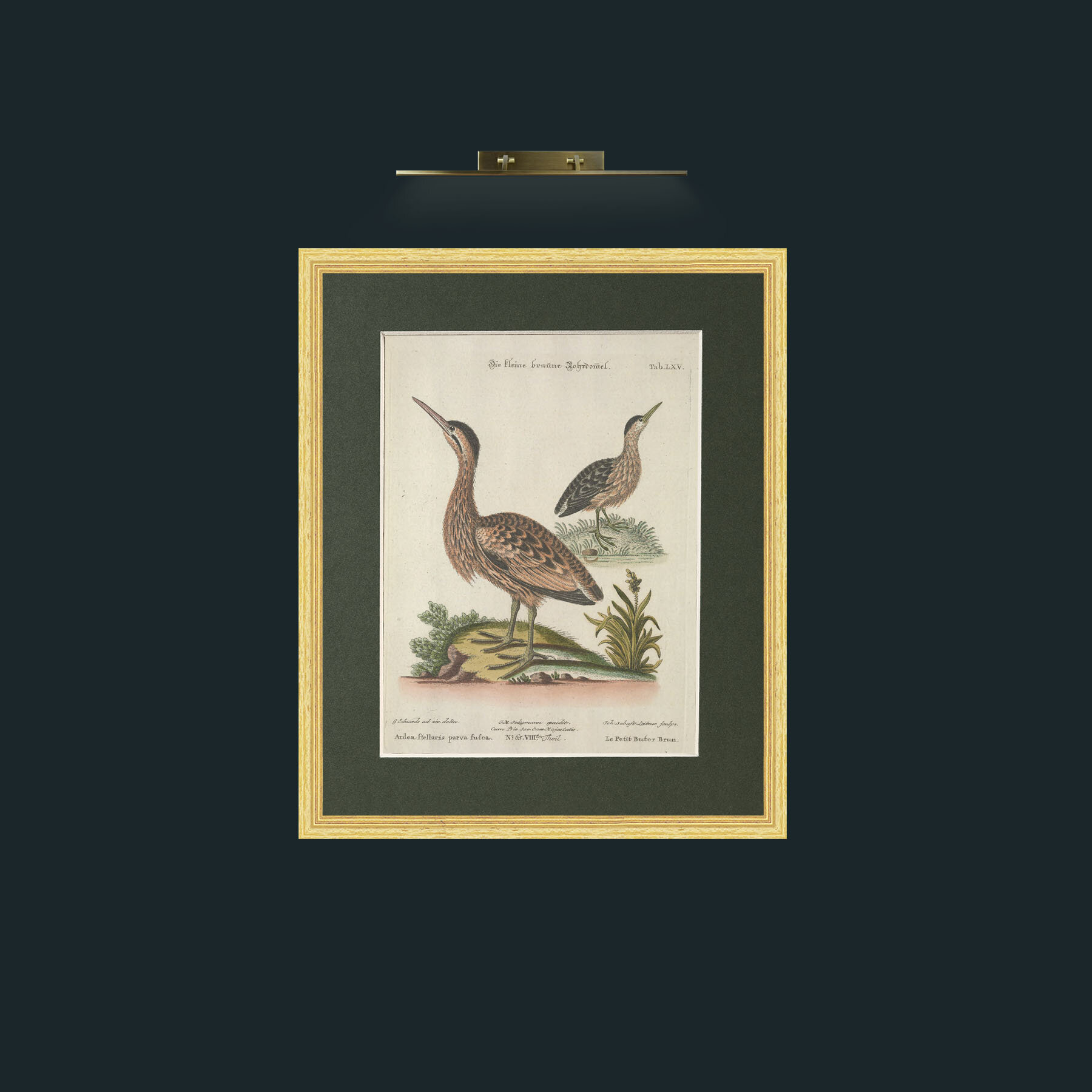 Art-Brown Little Bittern-Frame-4BevelledGilt-Mount-2Green.jpg