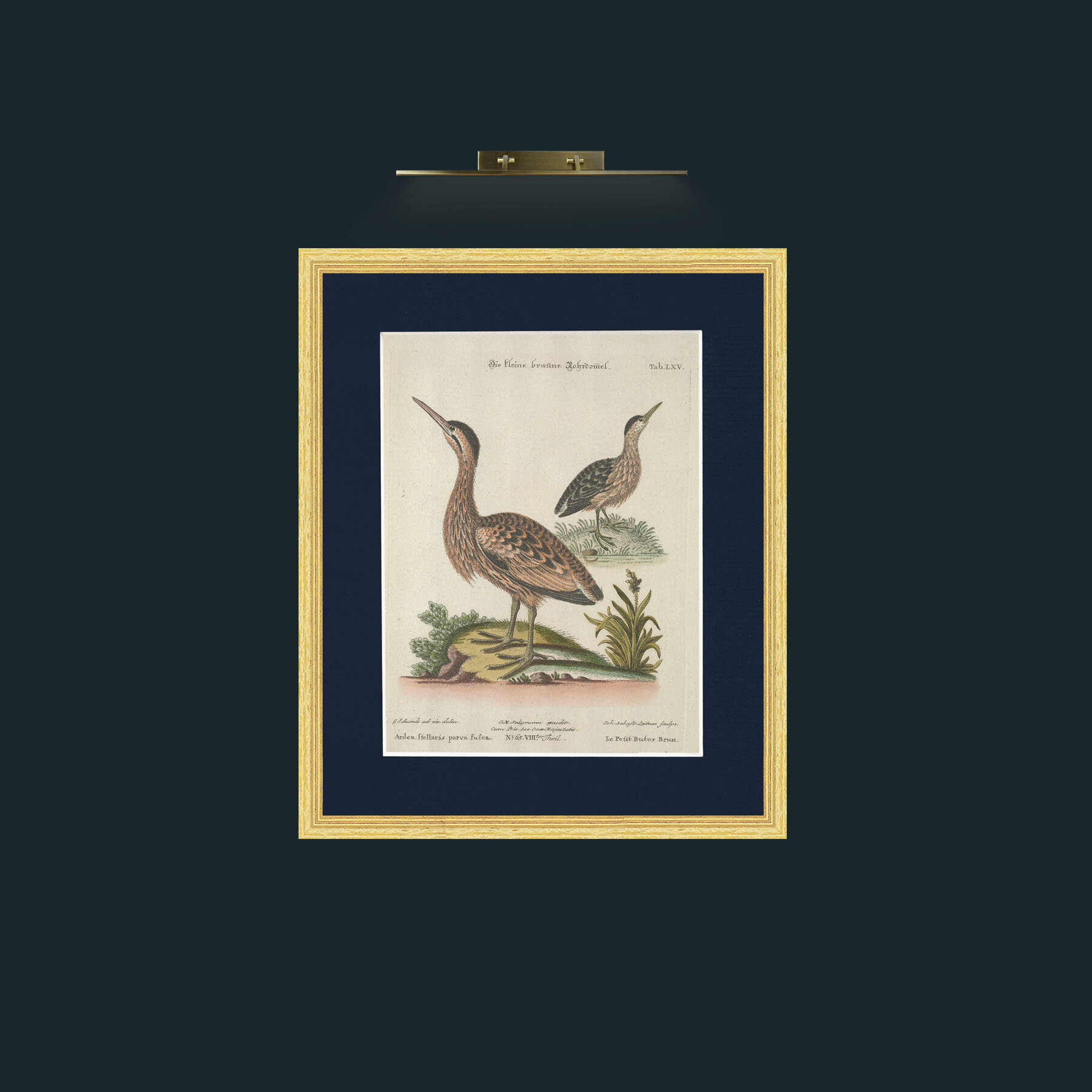 Art-Brown Little Bittern-Frame-4BevelledGilt-Mount-3Blue.jpg