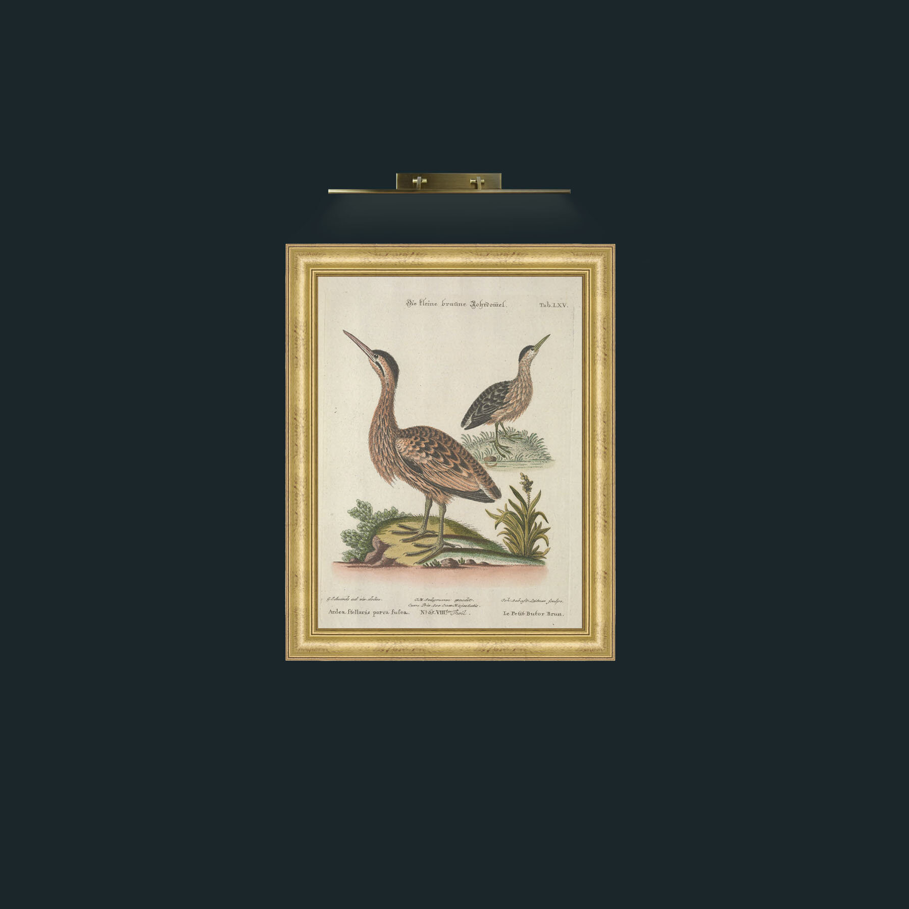 Art-Brown Little Bittern-Frame-9WideGilt.jpg