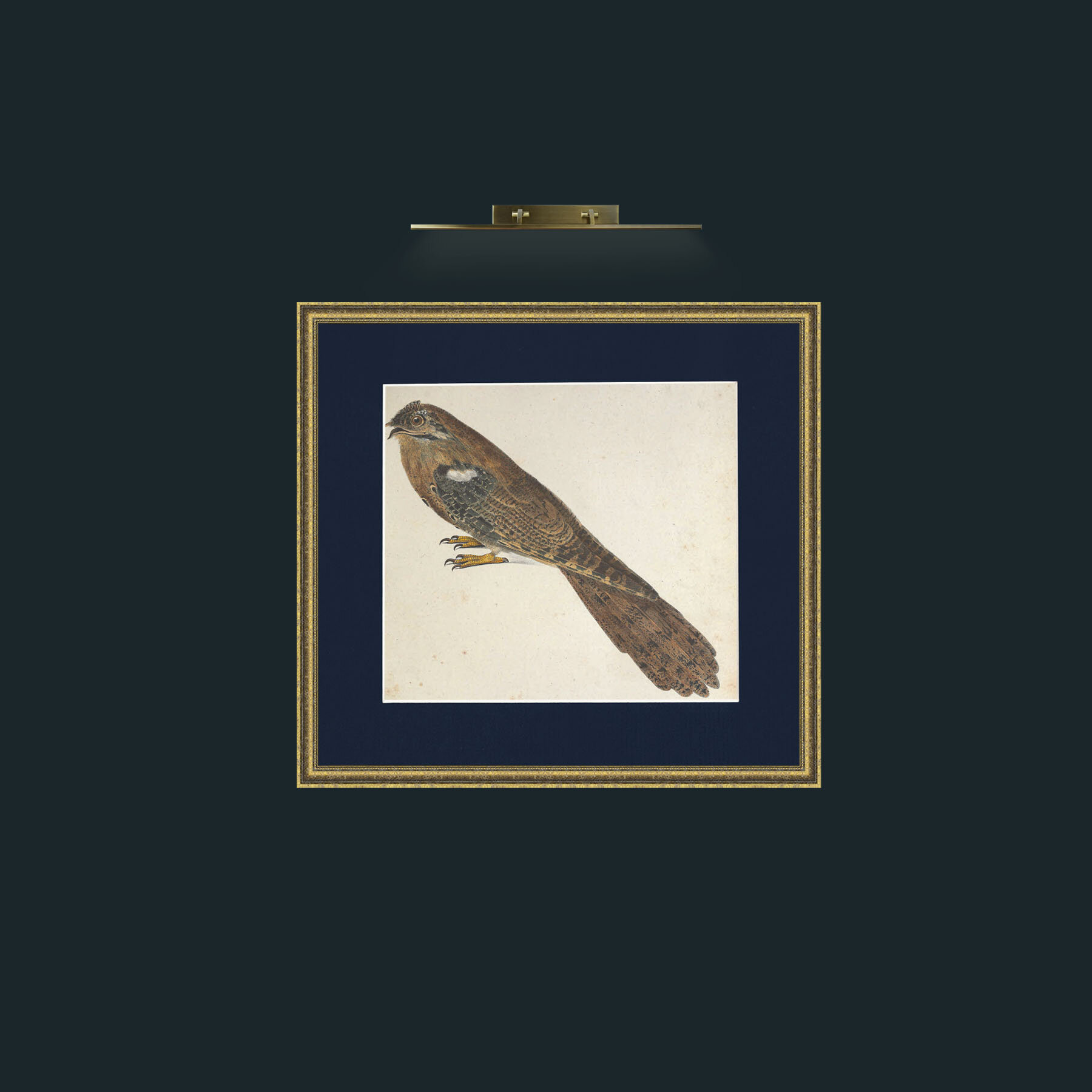 Art-Caprimulgus-Frame-1GiltTextured-Mount-3Blue.jpg