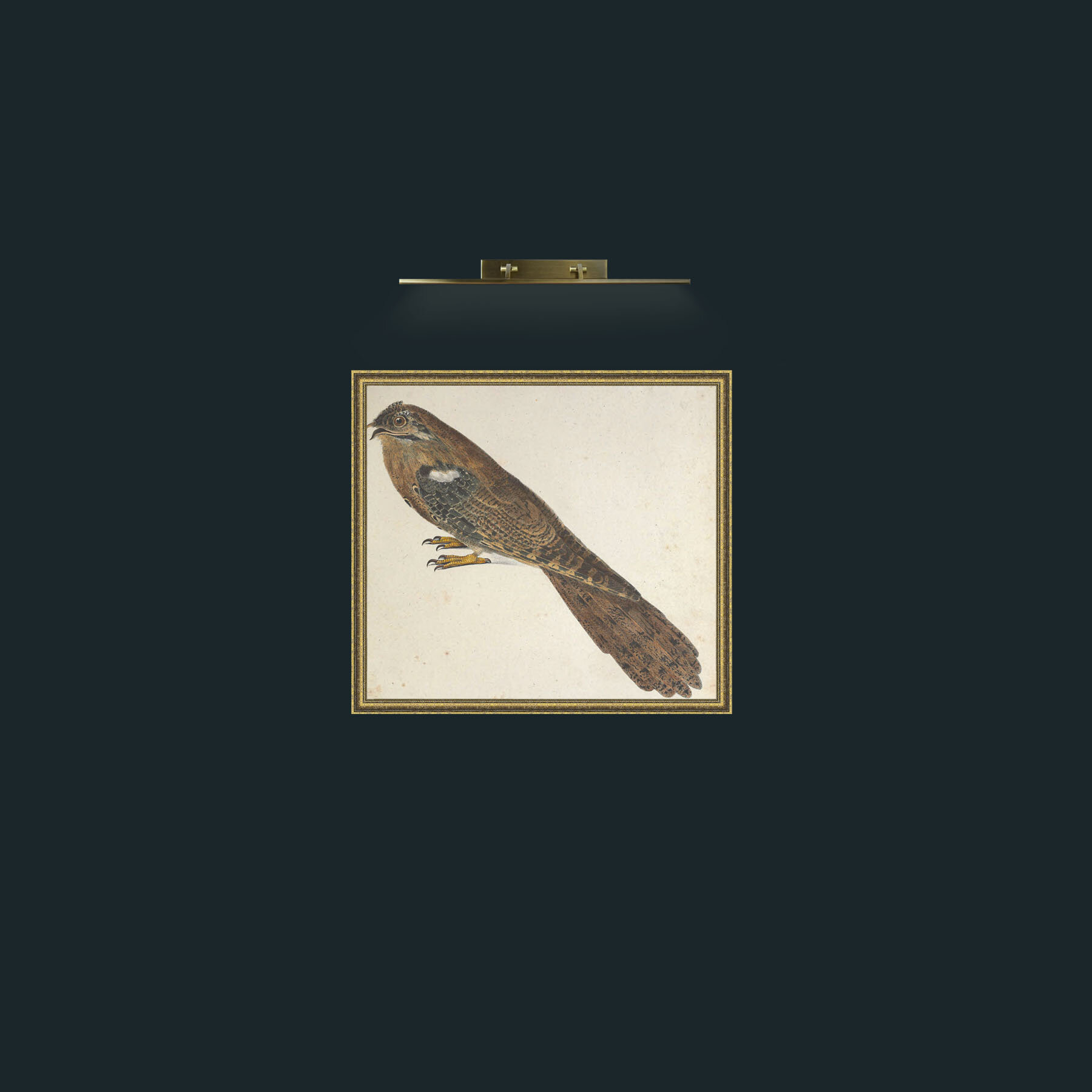 Art-Caprimulgus-Frame-1GiltTextured.jpg