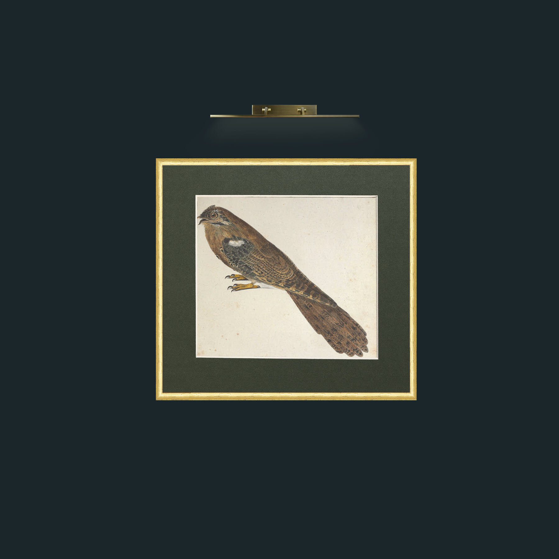 Art-Caprimulgus-Frame-3RoundedGilt-Mount-2Green.jpg