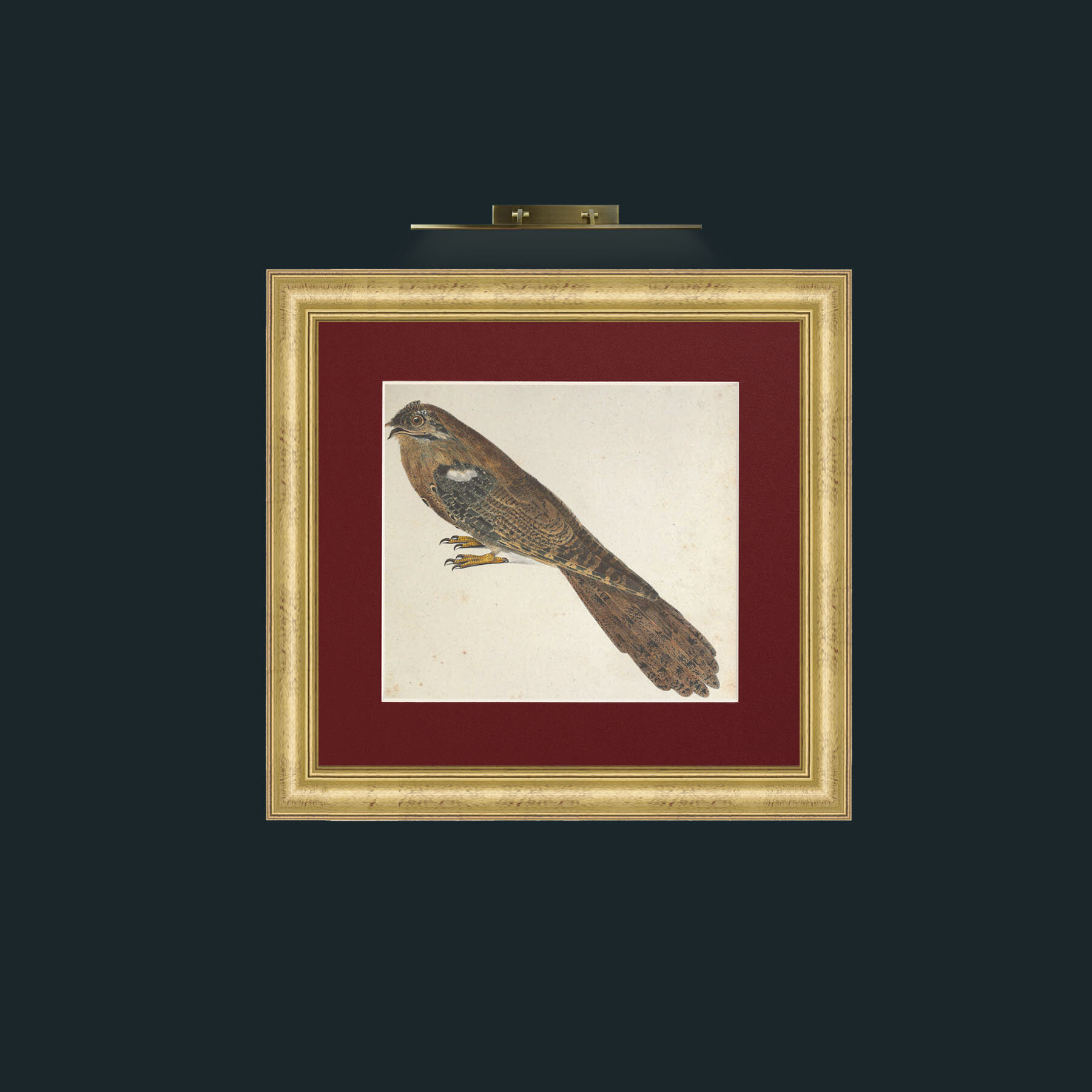 Art-Caprimulgus-Frame-9WideGilt-Mount-4Red.jpg